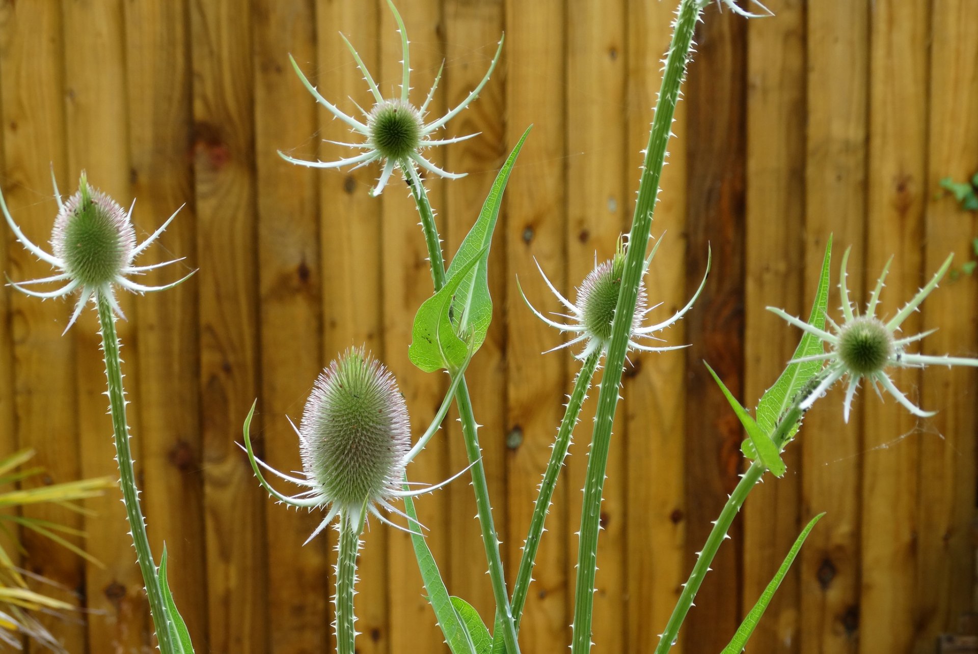 yard fence plant the stem flower