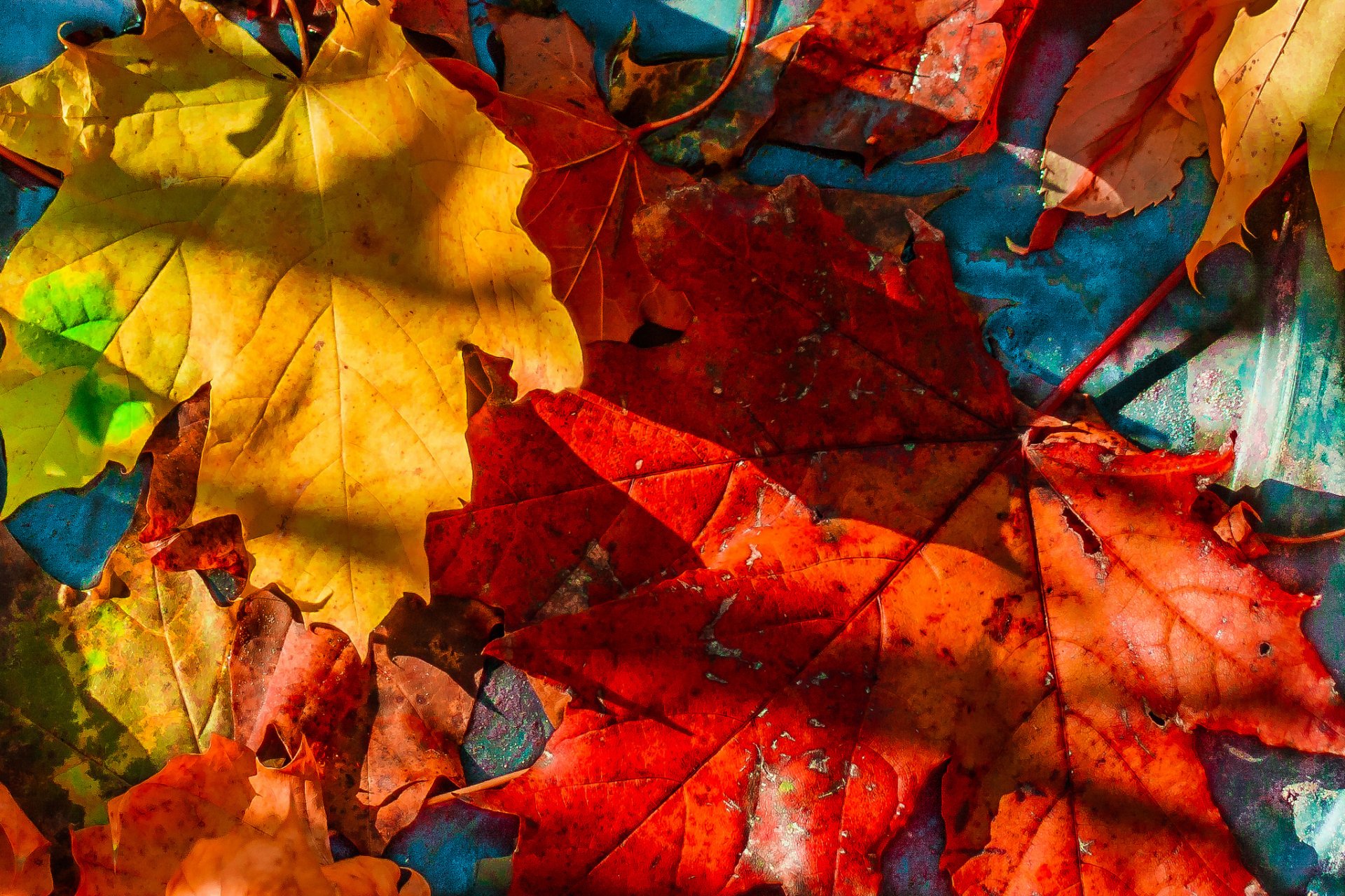 foglie autunno acero cadute