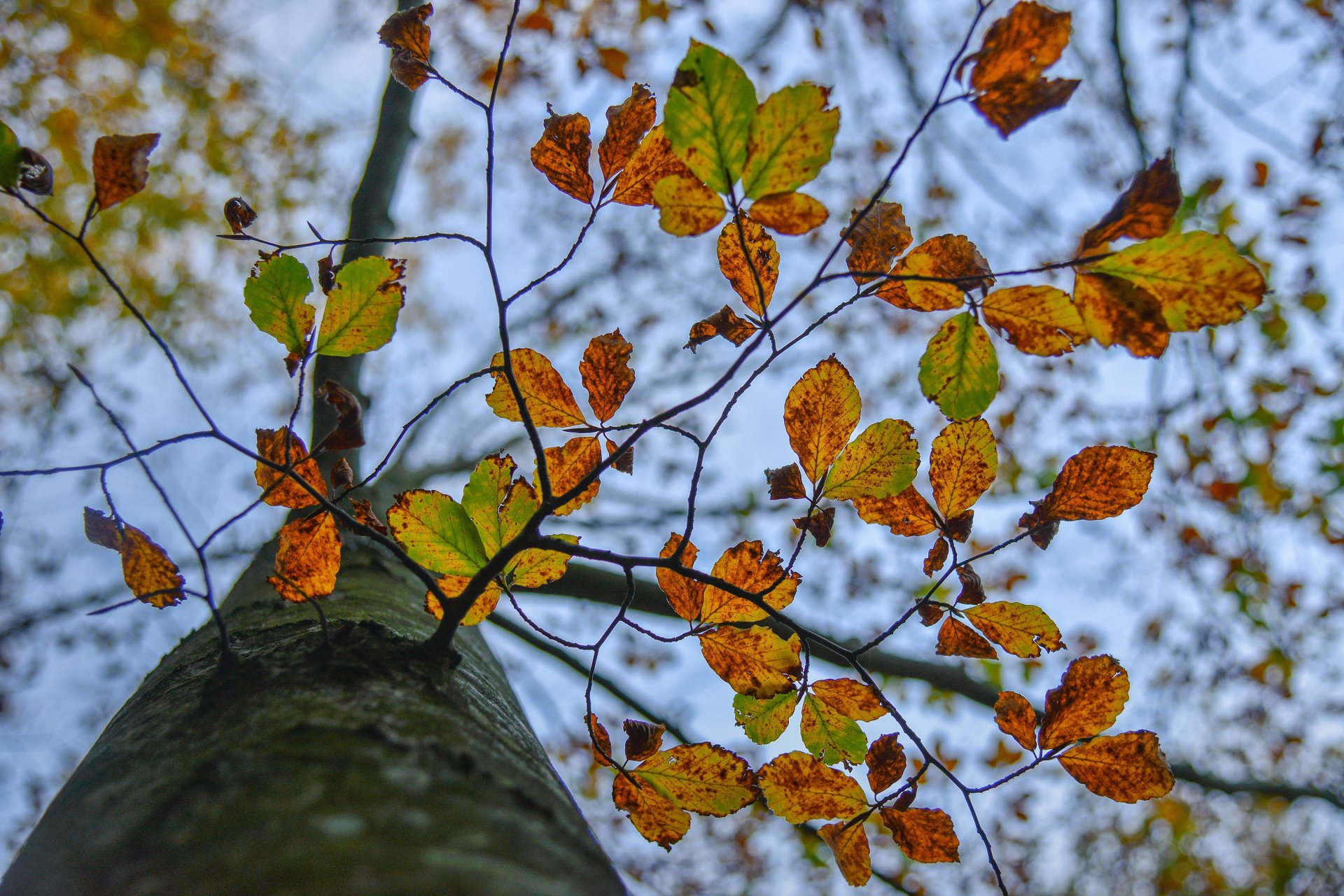 albero tronco rami foglie autunno