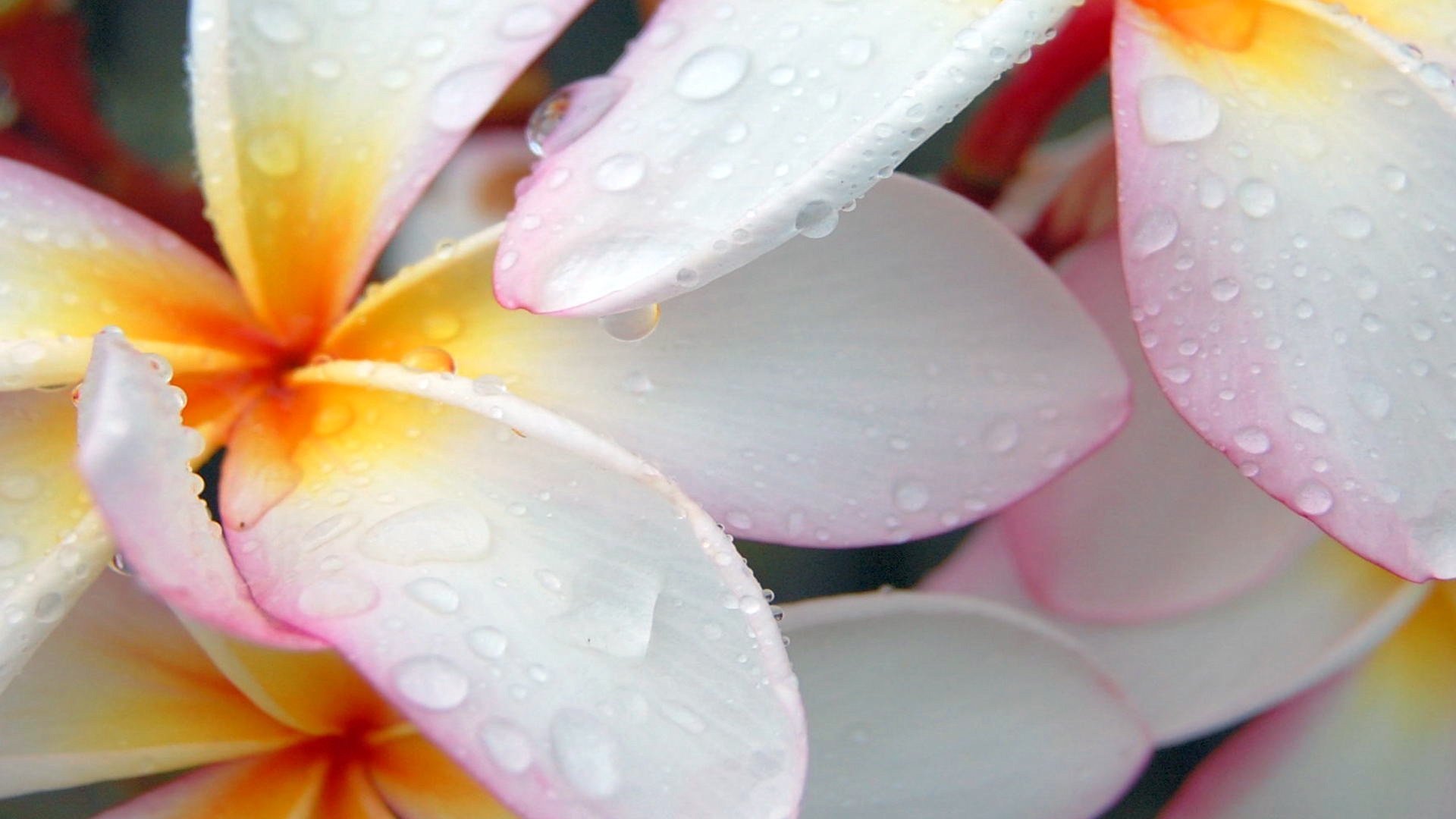 flores pétalos gotas agua macro frangipani plumeria