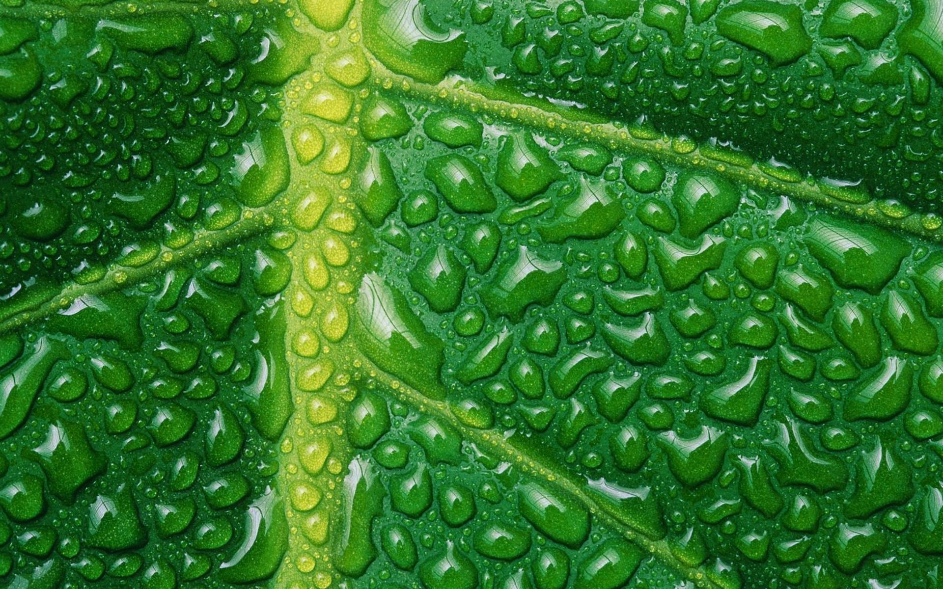 macro hoja gotas agua