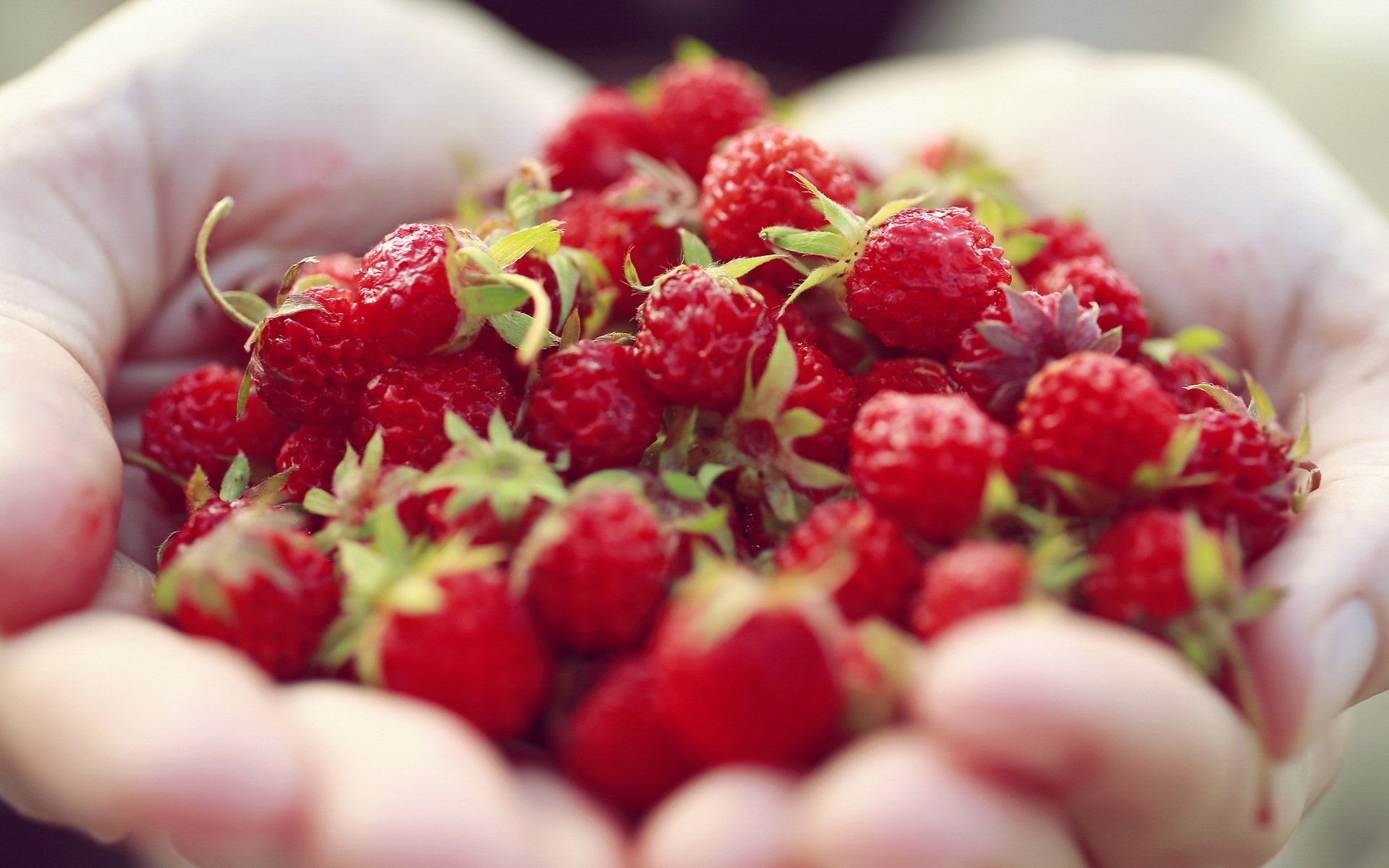 berries hands close up