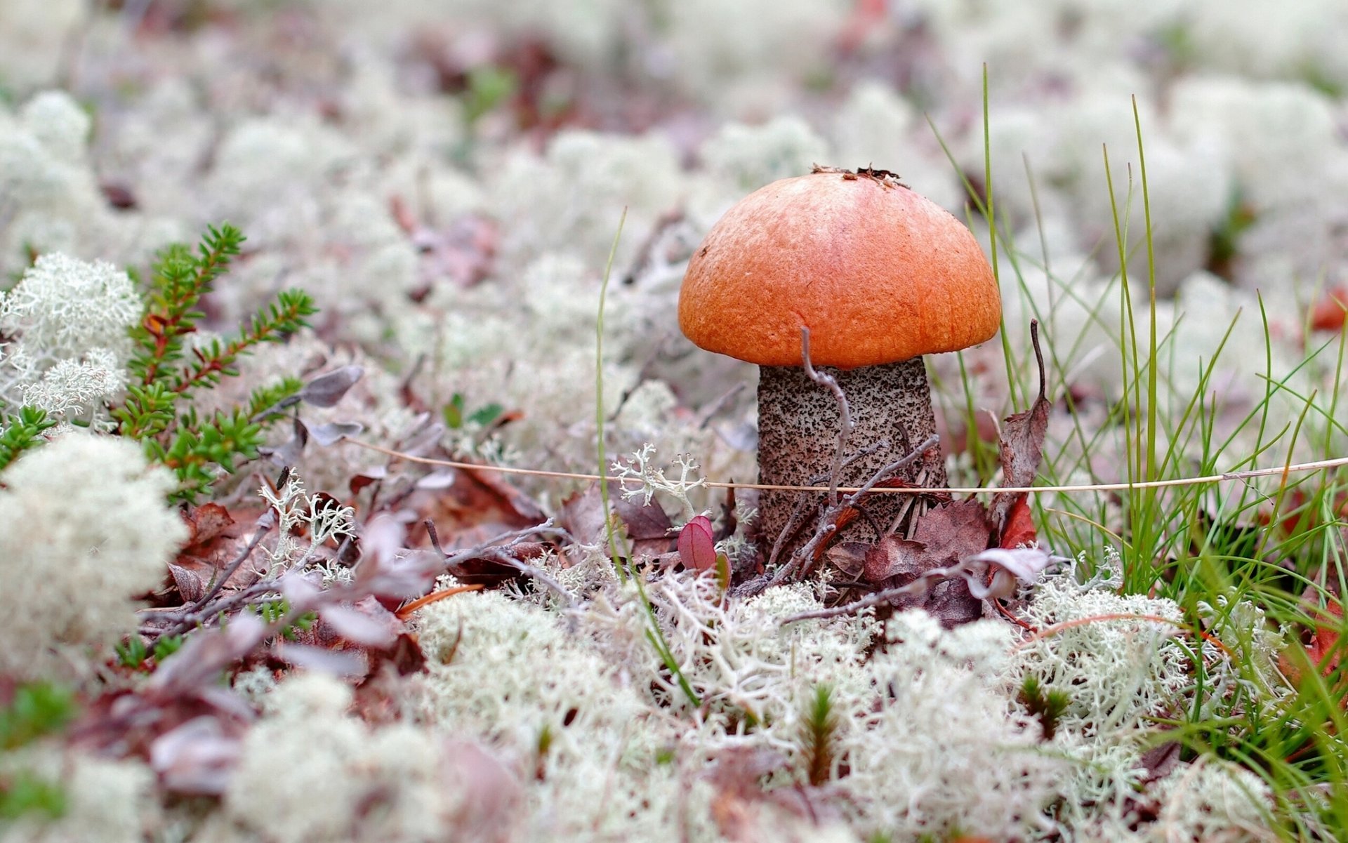 mushroom boletus moss grass close up nature