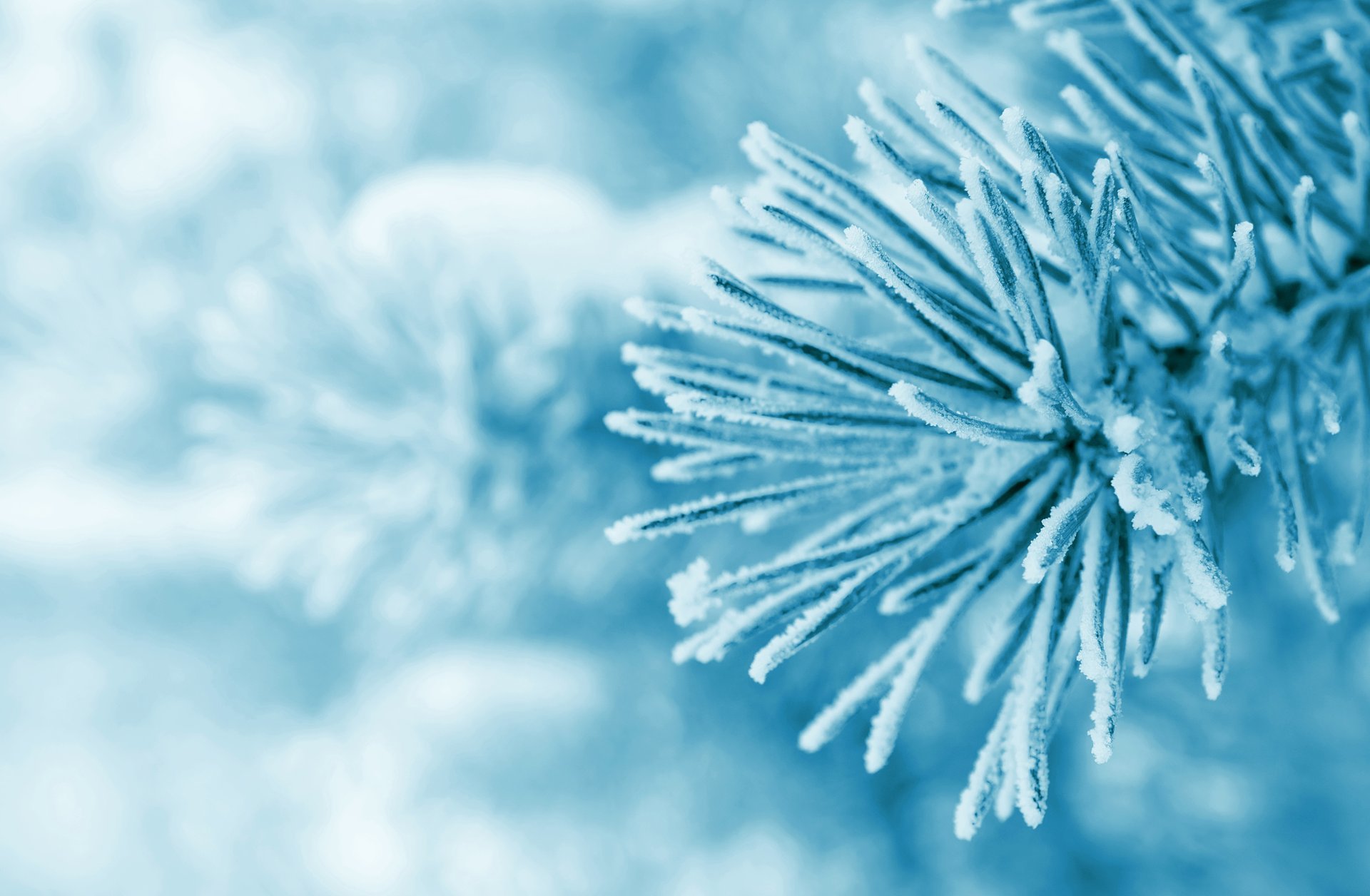 branch tree spruce pine snow next frost close up nature winter