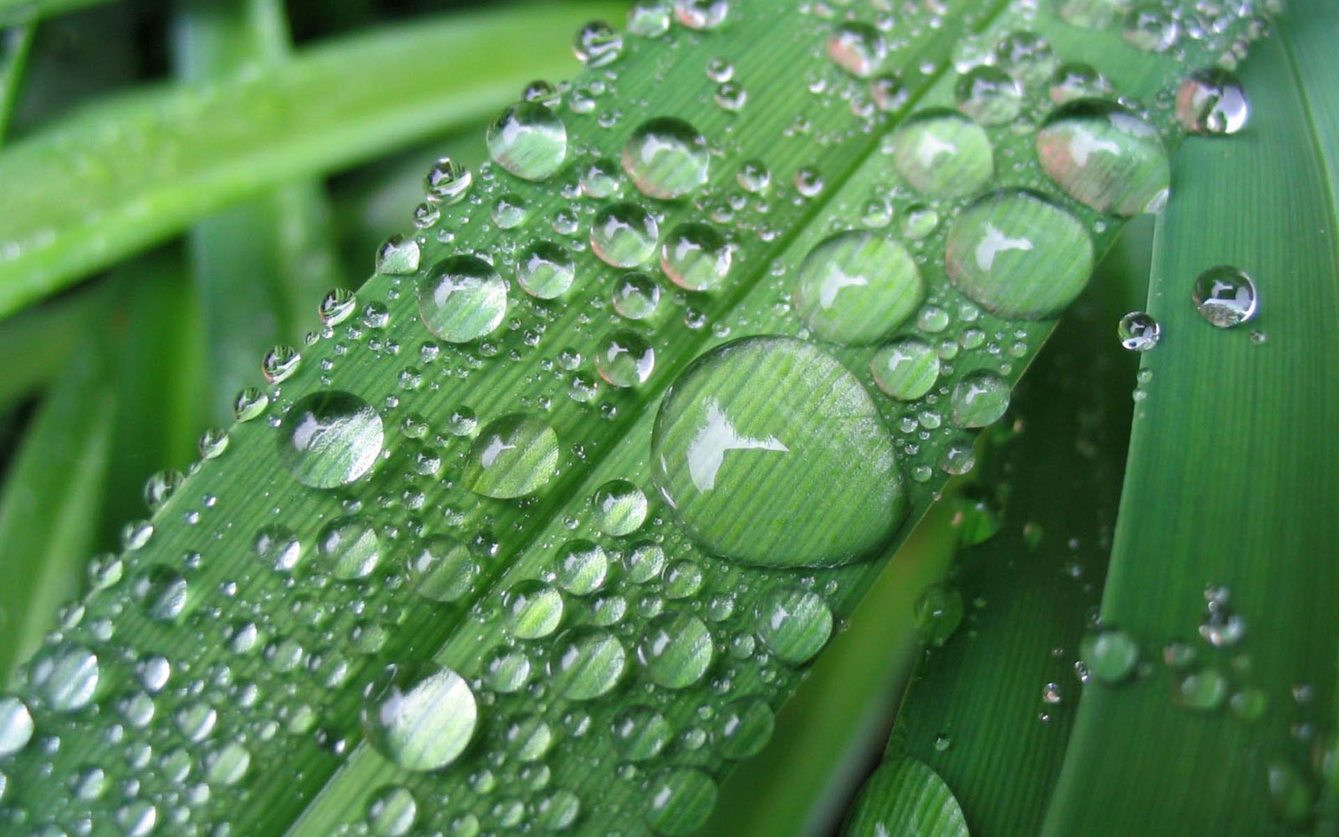 close up rosa leaves drops rain nature