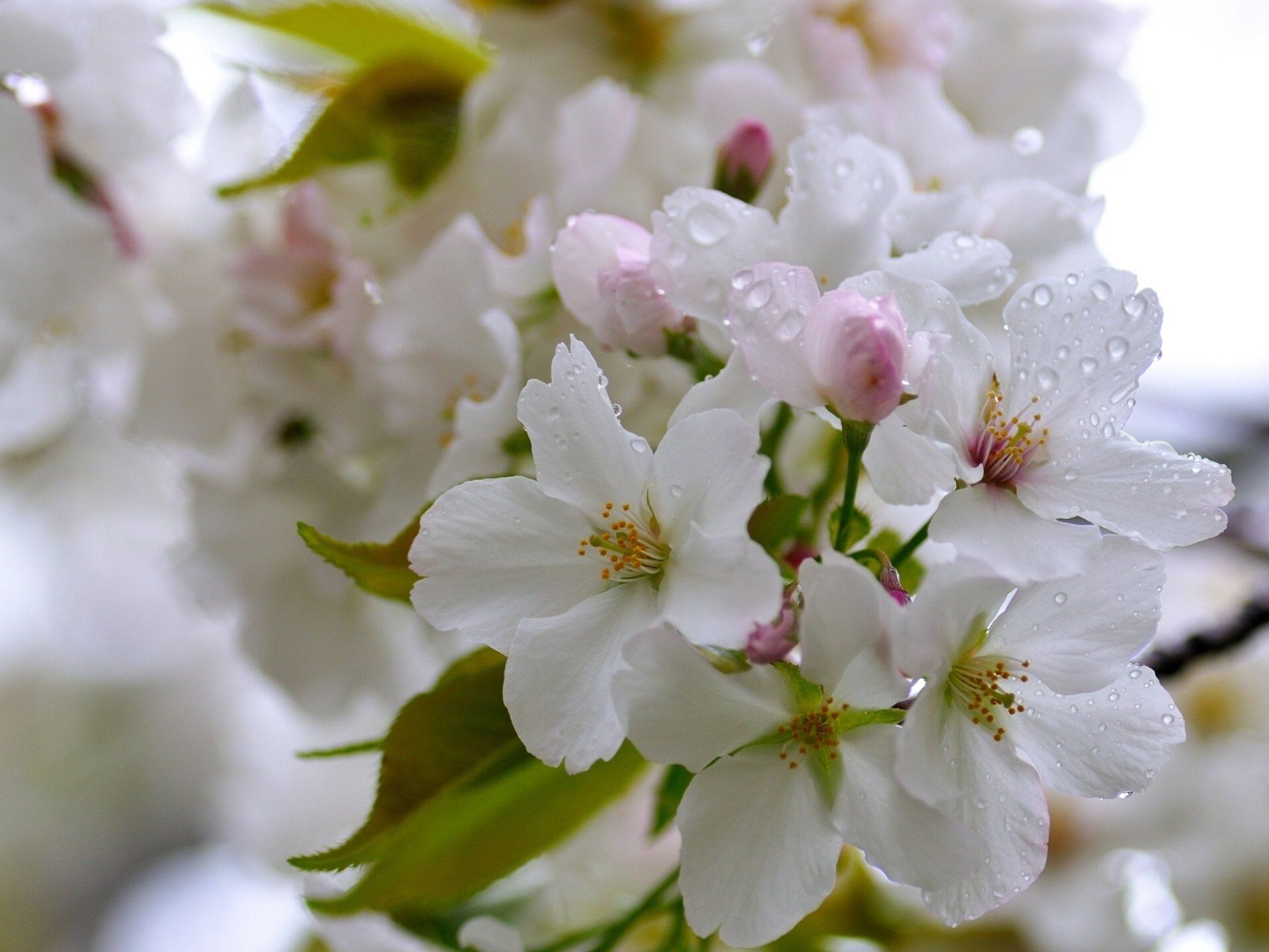 cherry close up bloom drop