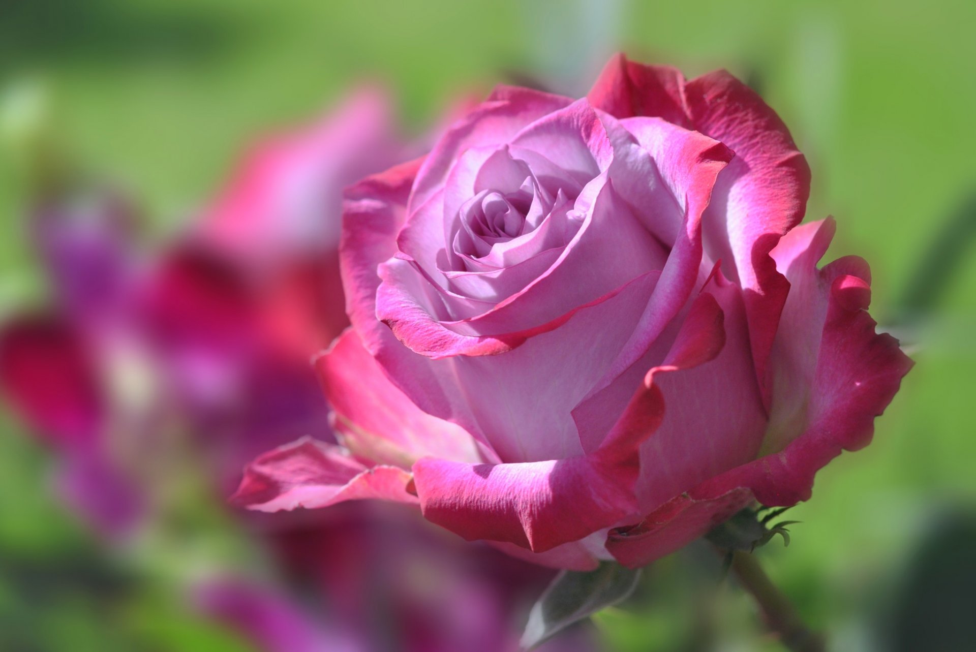 flor brote pétalos rosa