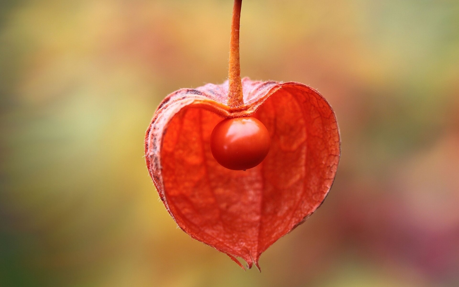 physalis cáliz macro linterna