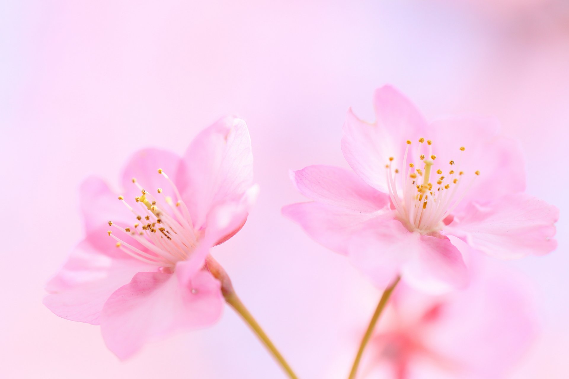 fiori rosa ciliegia sfondo