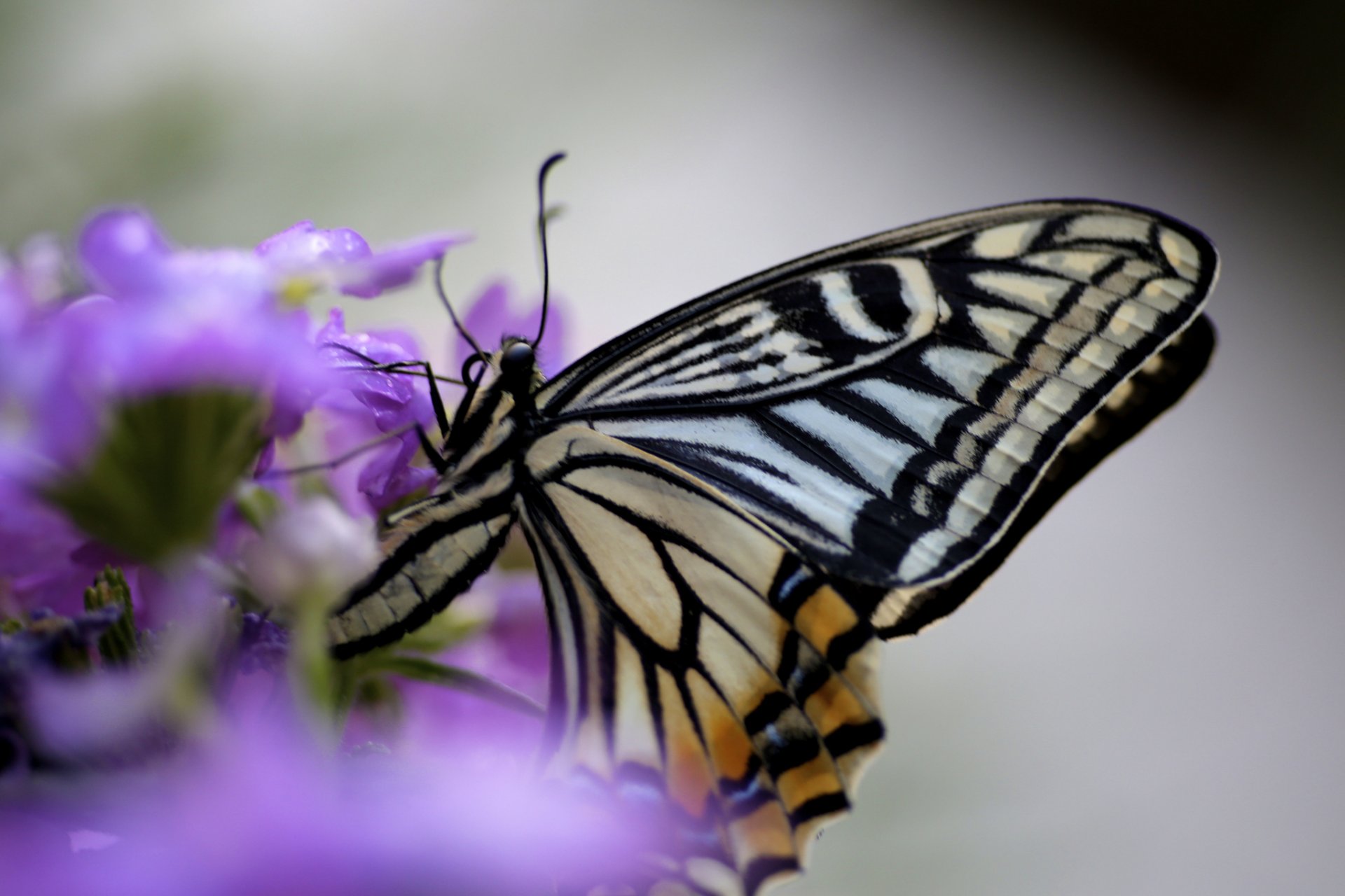 butterfly wings flower insect purple