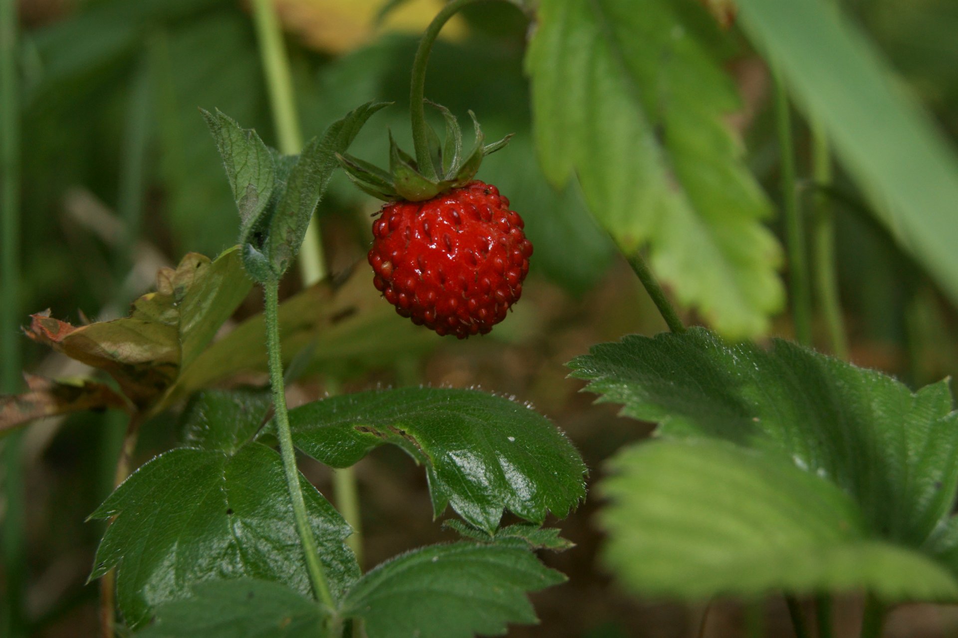 krubnik erdbeere beere rot blätter