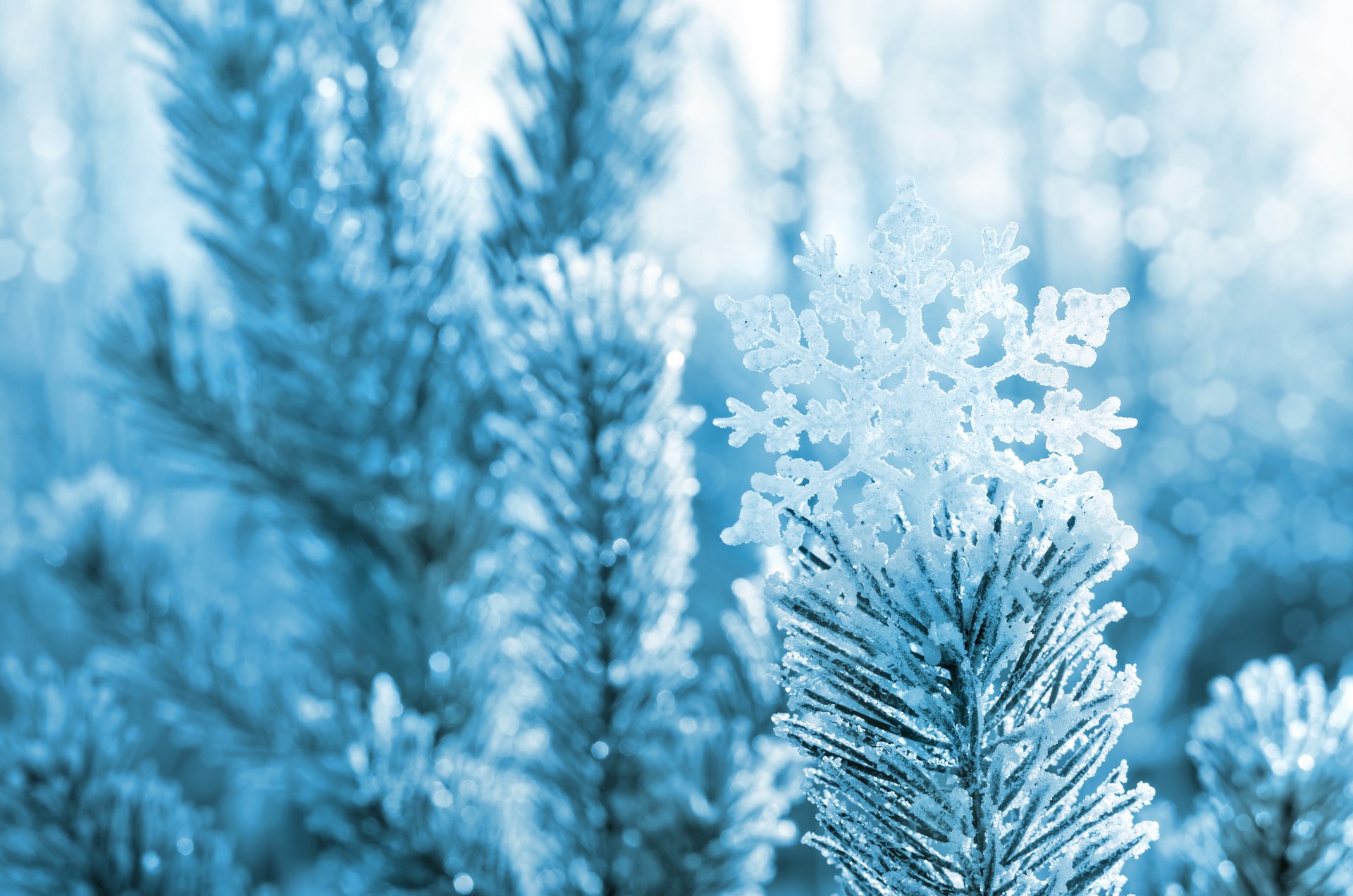 fiocco di neve pino aghi albero rami inverno neve natura macro bokeh