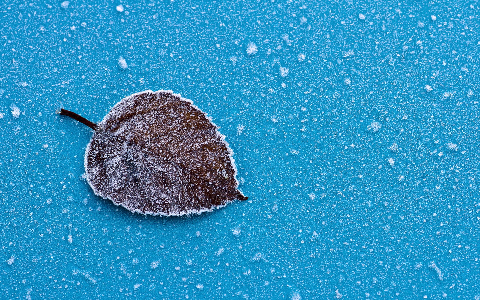 feuille givre macro