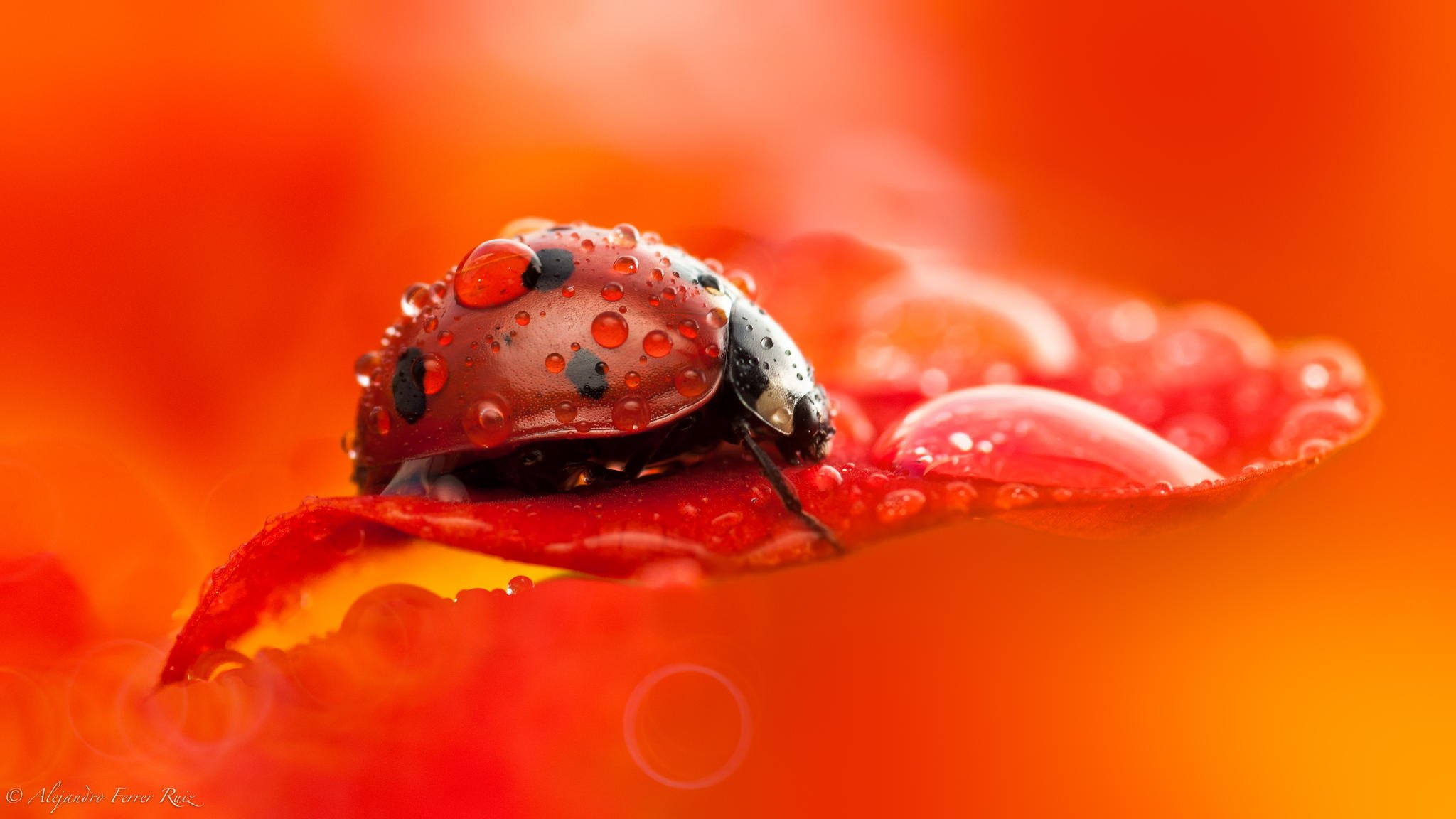 ladybug close up drops rosa beetle insect