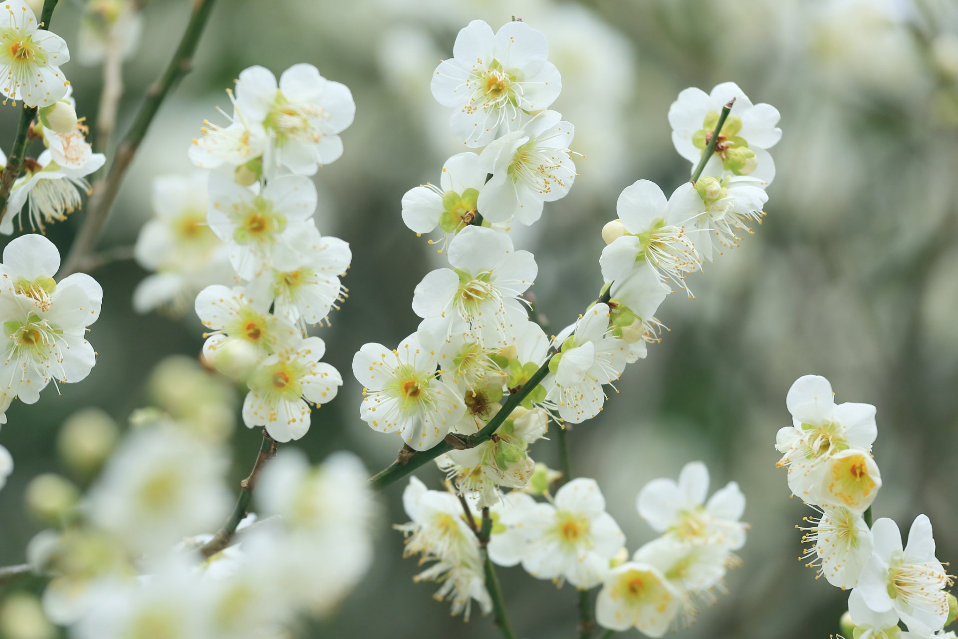 ramas flores blanco cereza floración primavera