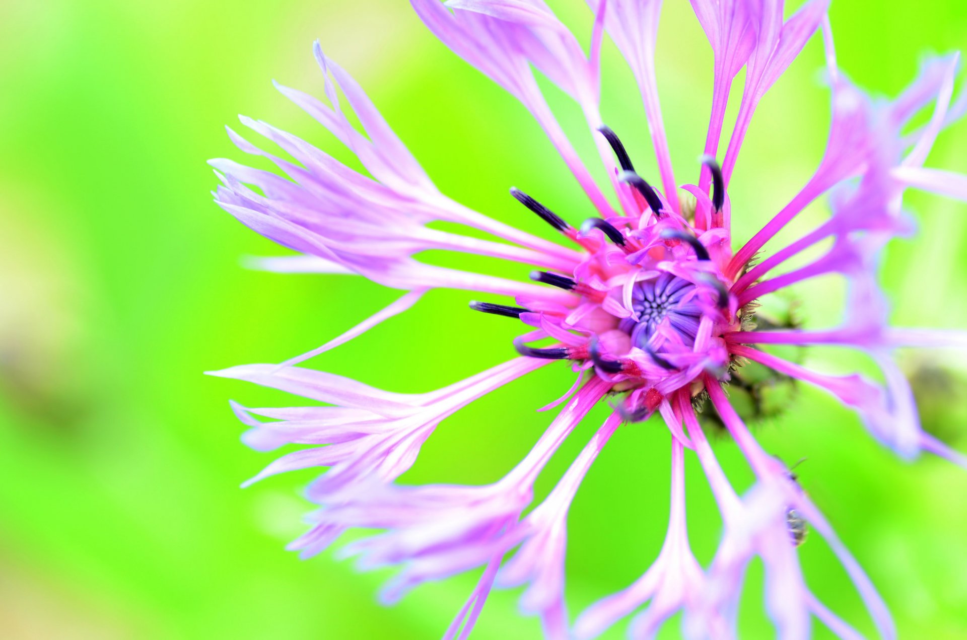 fiore fiordaliso sfondo