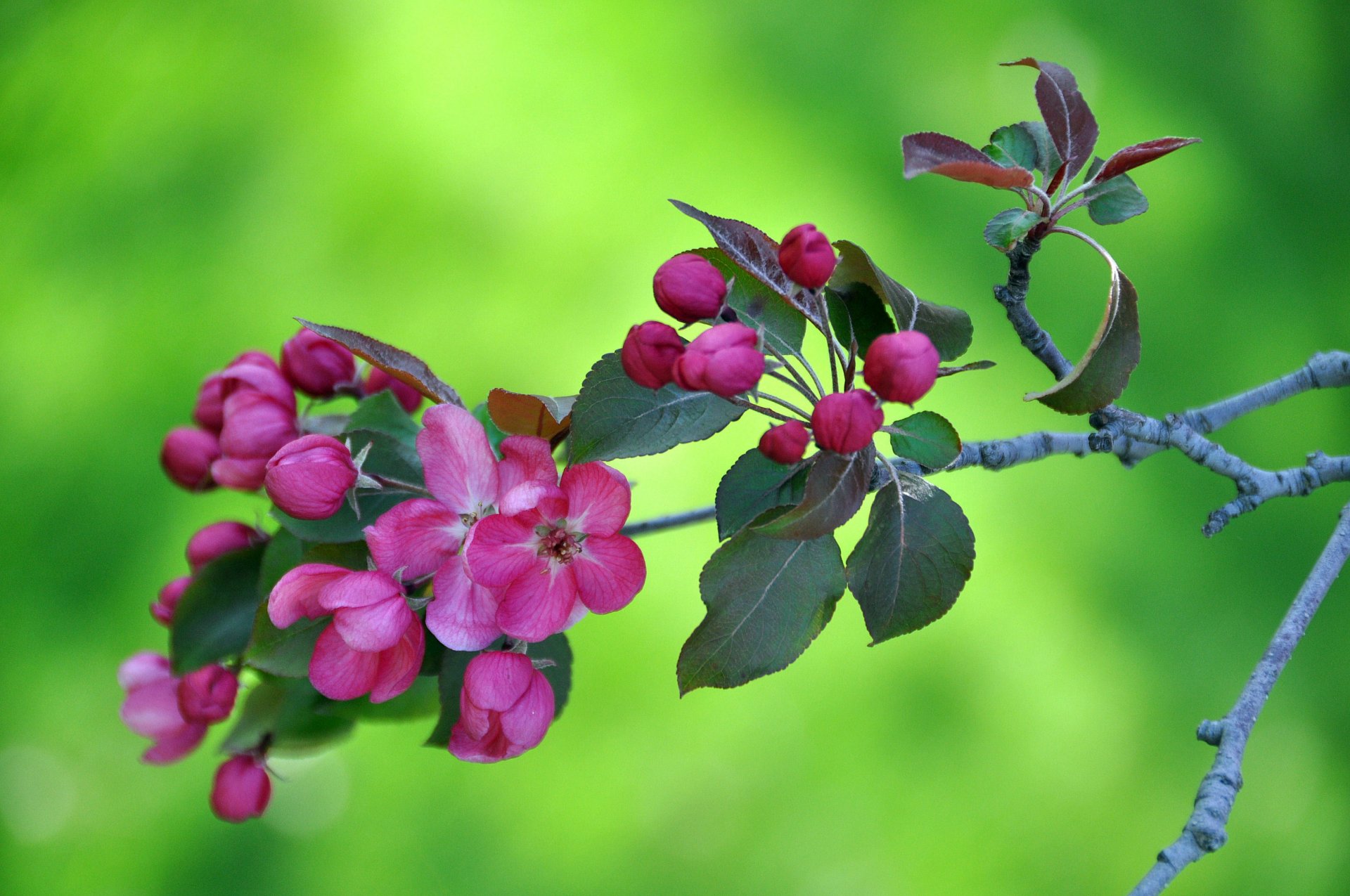 branche fleurs feuilles jardin printemps nature