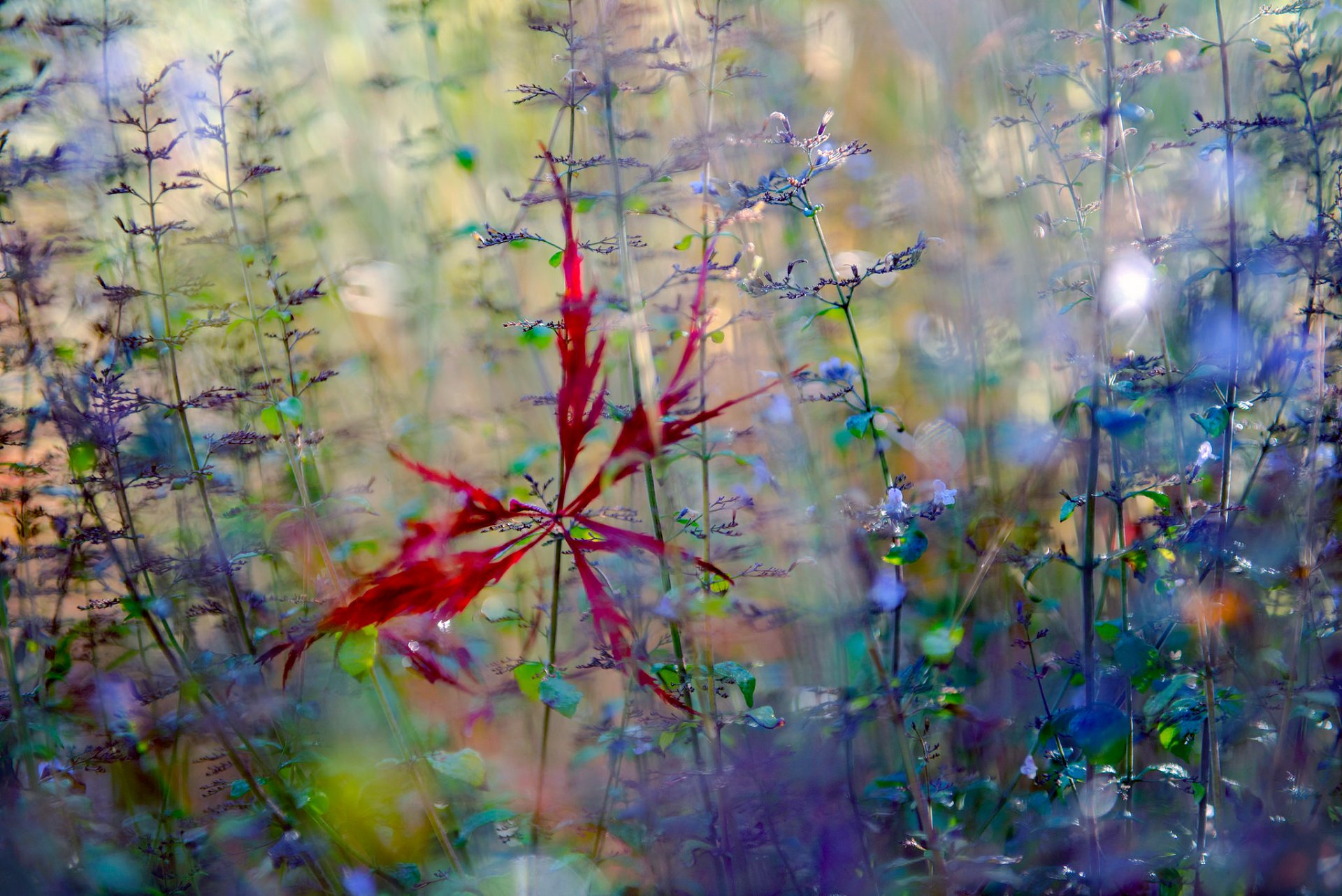 close up autumn flower a fallen star sheet