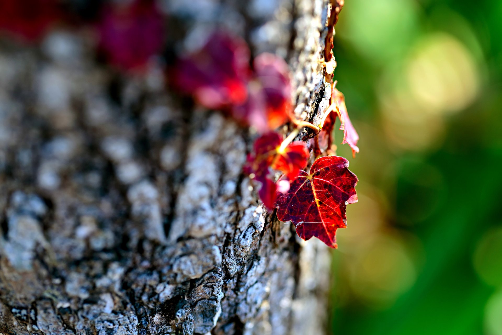 foglie foglie bordeaux albero corteccia natura macro bokeh messa a fuoco sfocatura