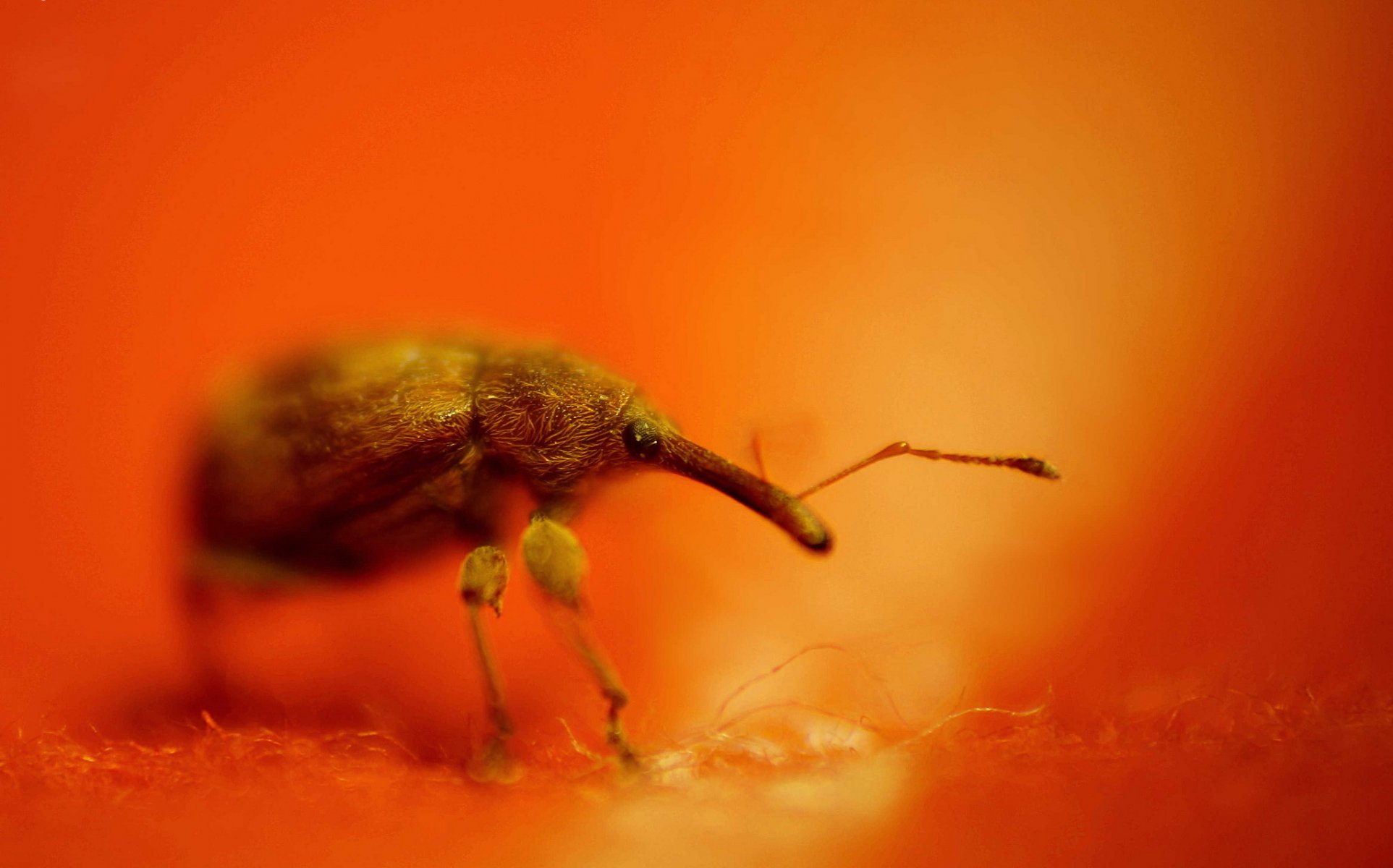 insecte coléoptère charançon éléphant fond