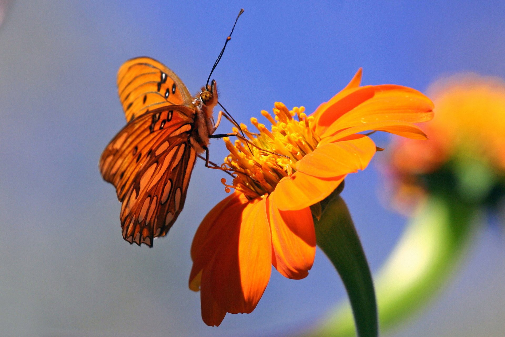 flor mariposa naranja fondo