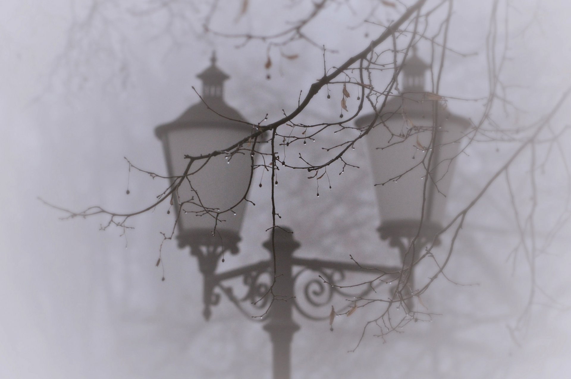 branch drops tree fog light close up nature