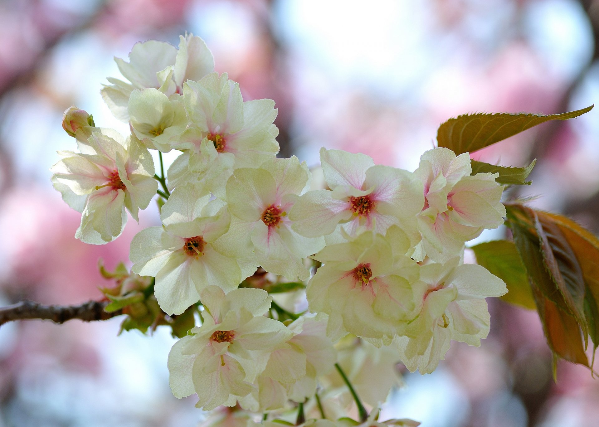 ramo foglie fiori bianco-rosa fioritura primavera