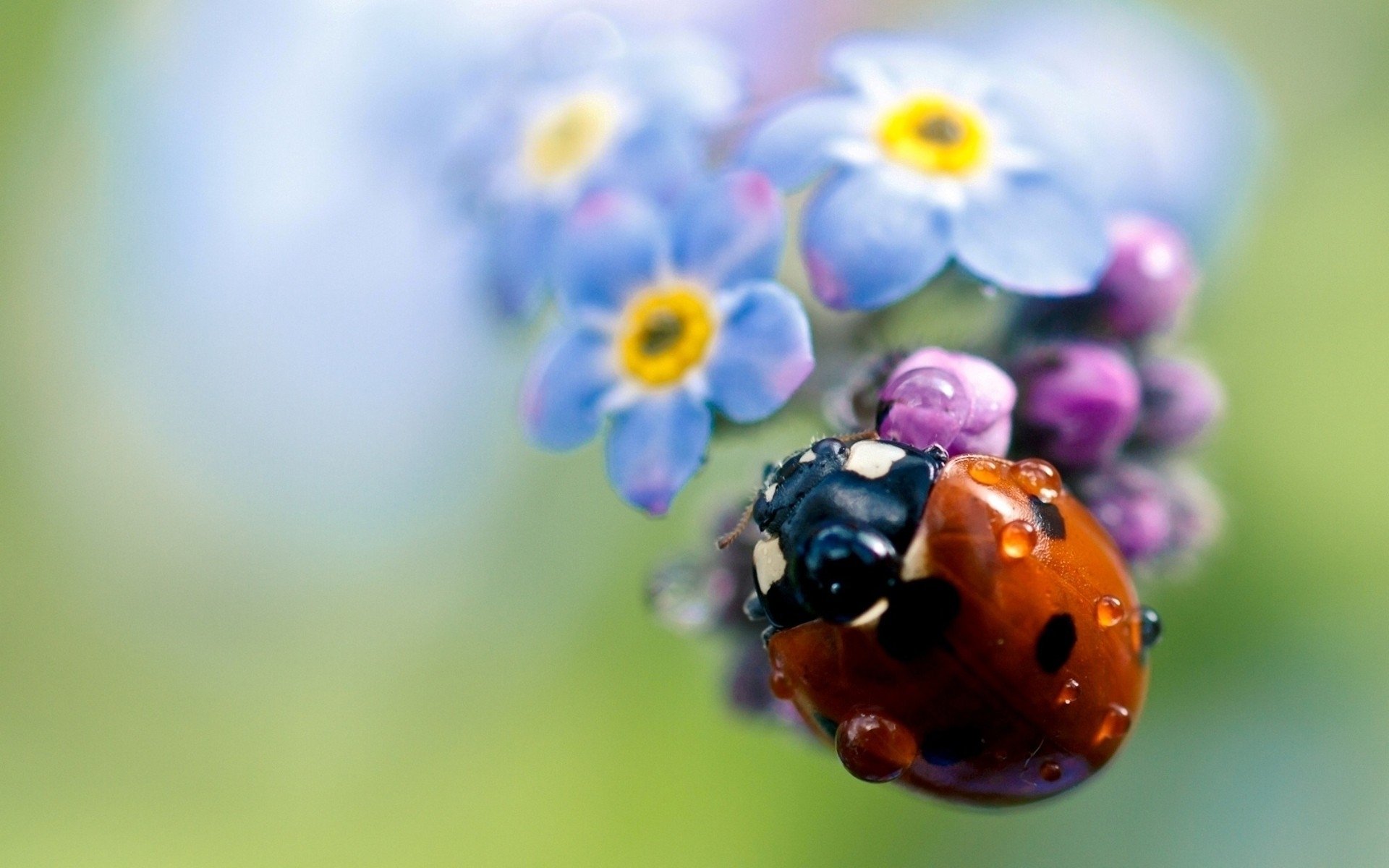 fleur pétales plante insecte coccinelle gouttes rosée