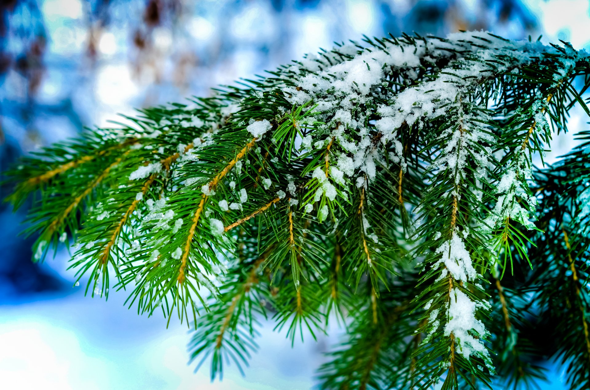 gałęzie igły świerk drzewo igły śnieg zima bokeh makro natura