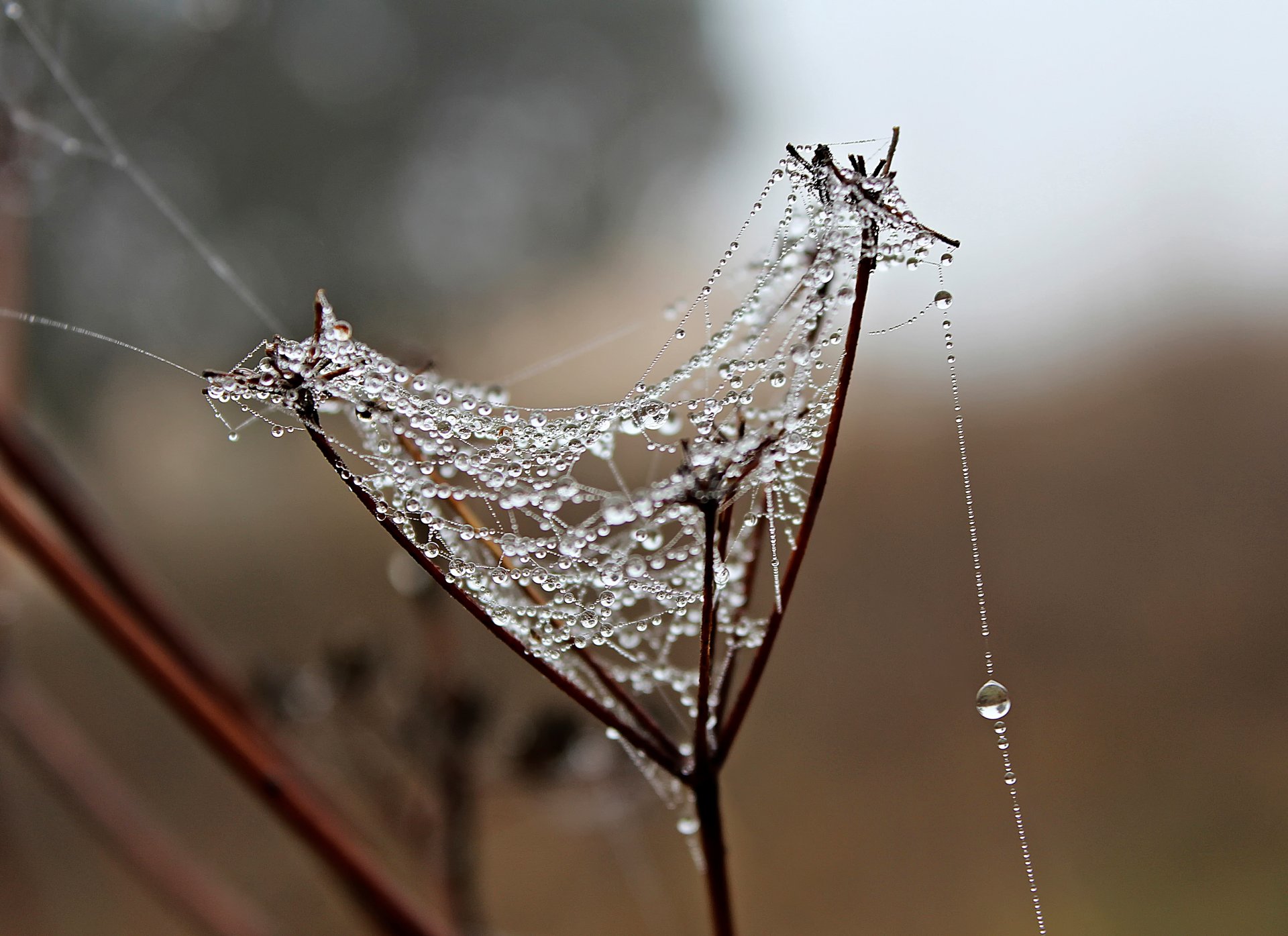 grashalm spinnennetz tautropfen tropfen