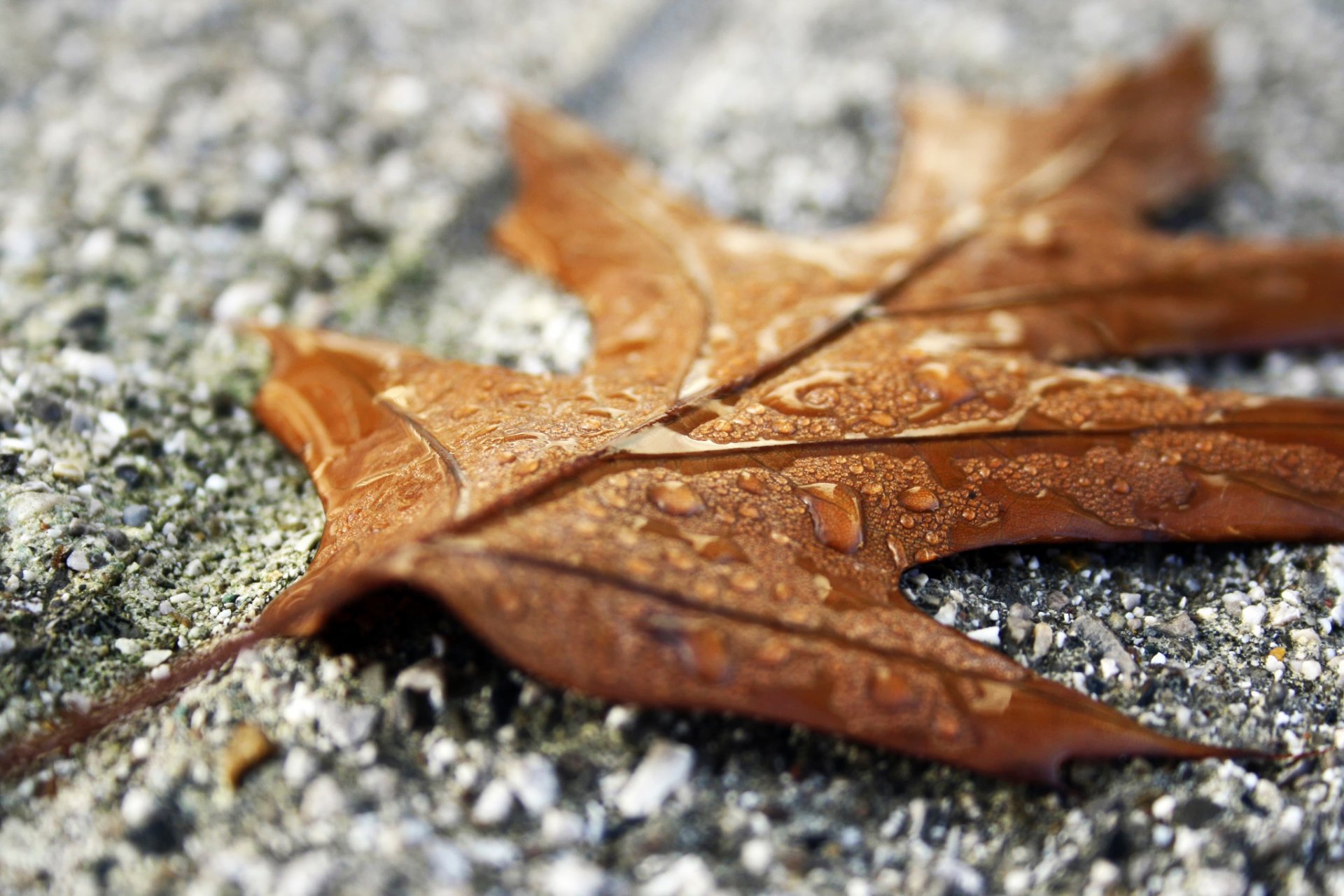 feuille gouttes pierres