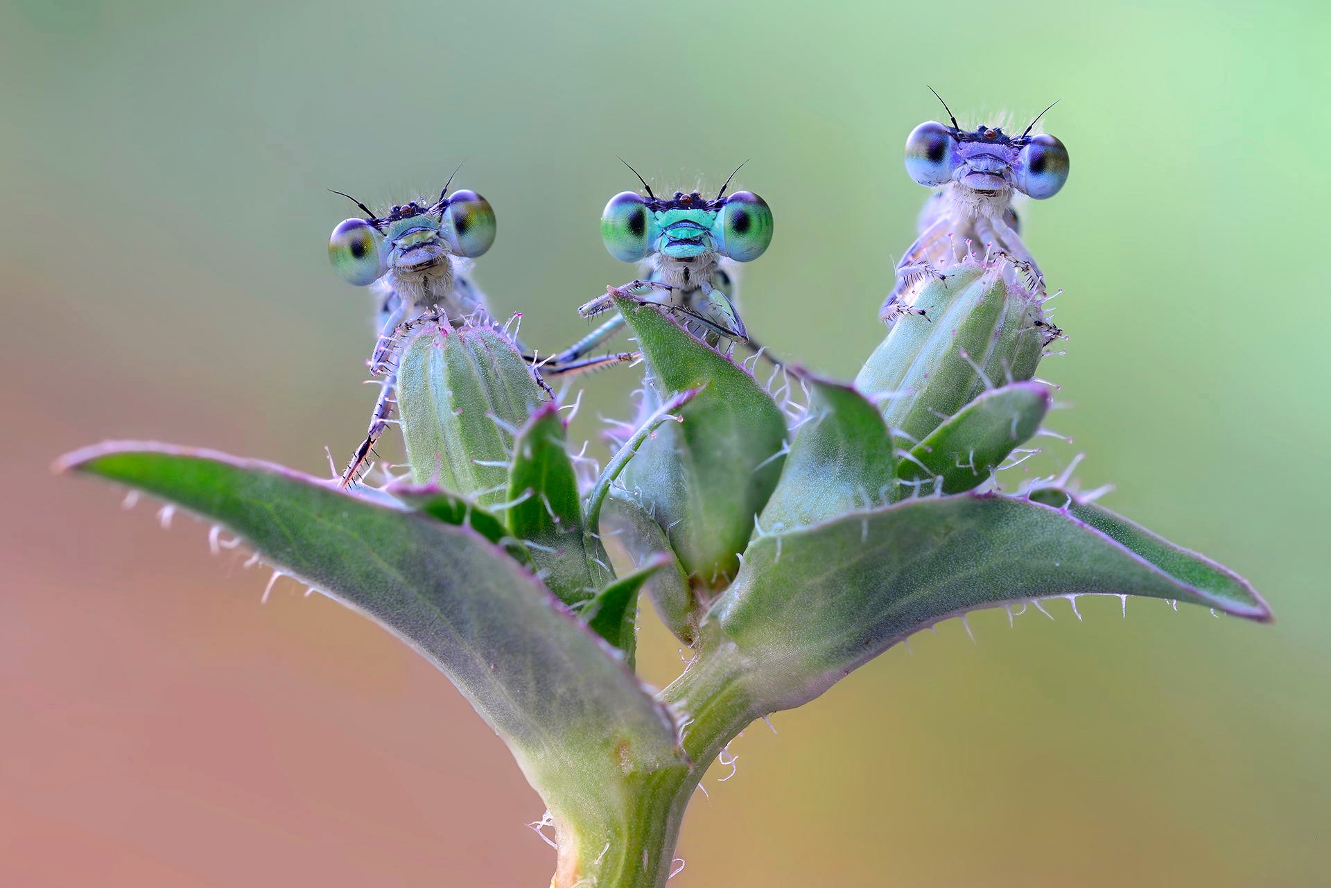 plant insect eyes nature