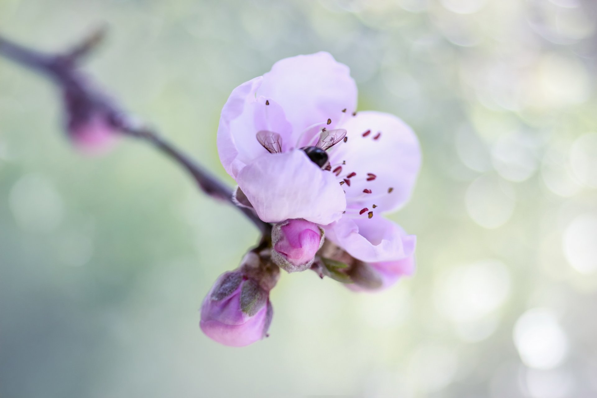 printemps branche floraison fleur bourdon