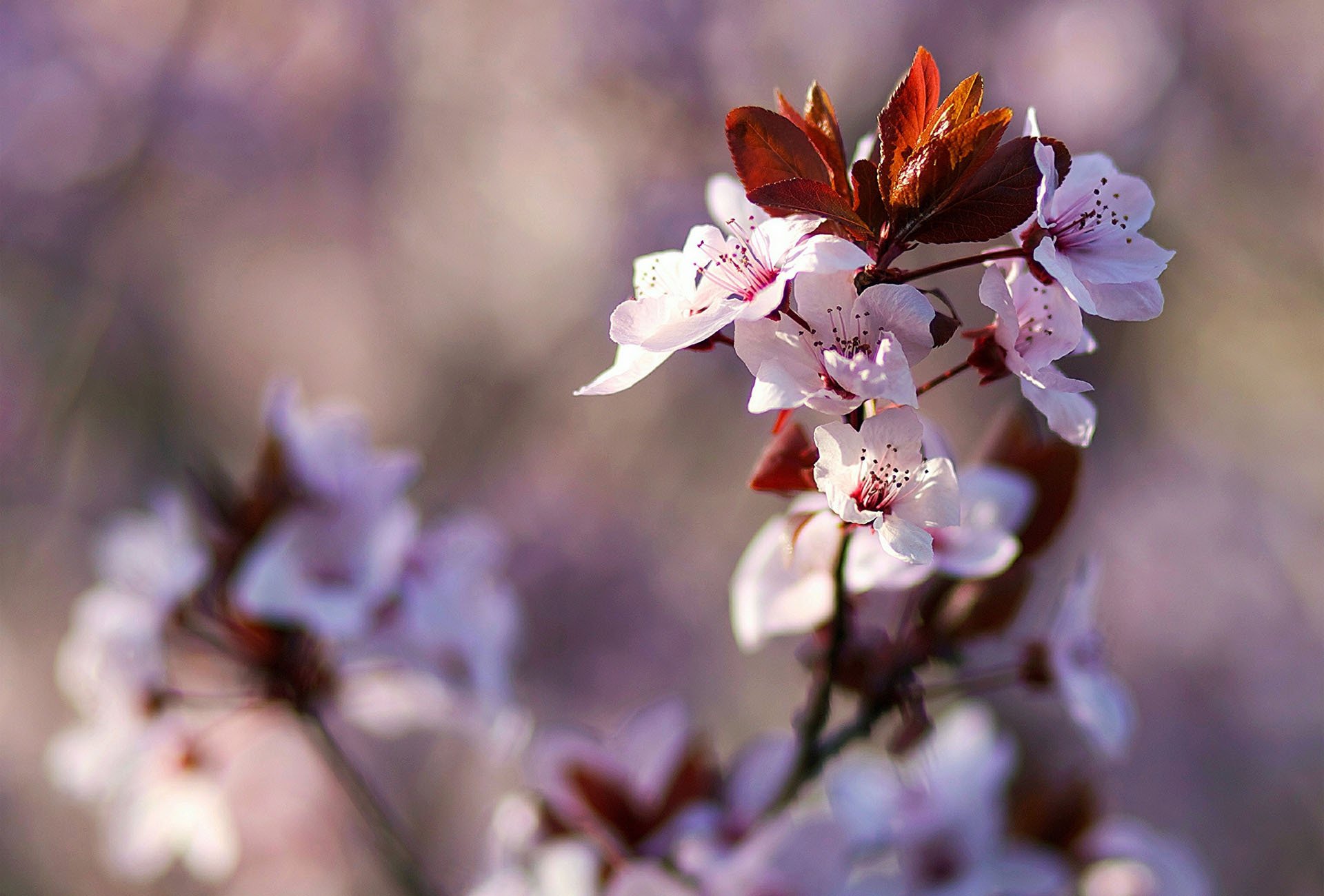 printemps branche fleurs floraison arbre fruité