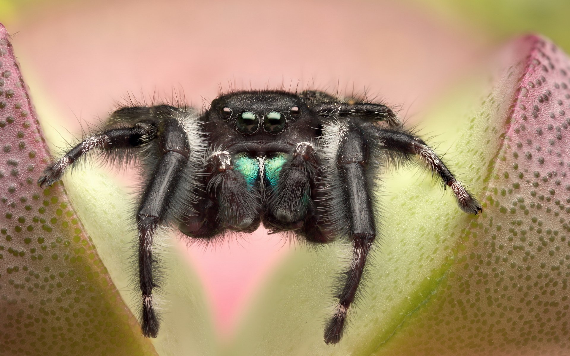 plante fleur araignée jumper jumper