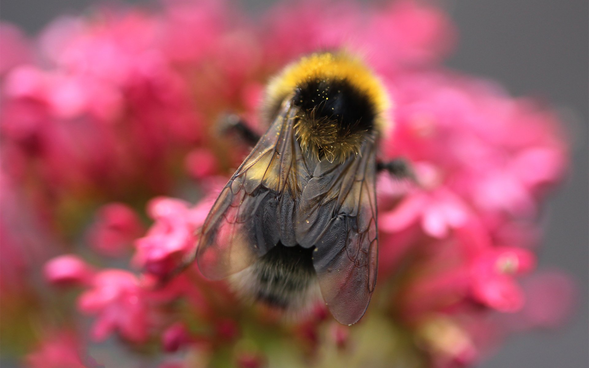 abeille fleurs rose gros plan insecte nectar