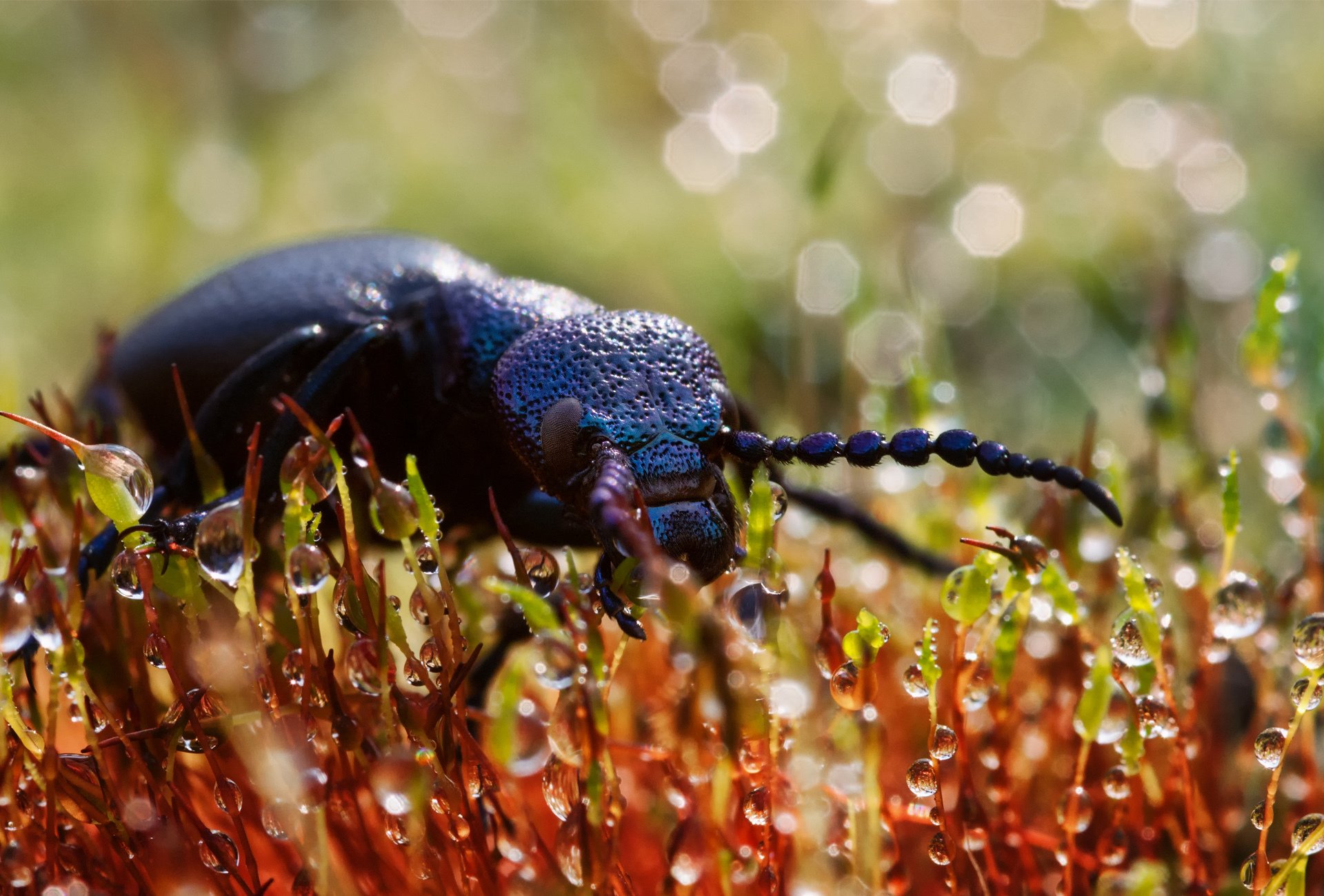 coléoptère plantes gouttes gros plan