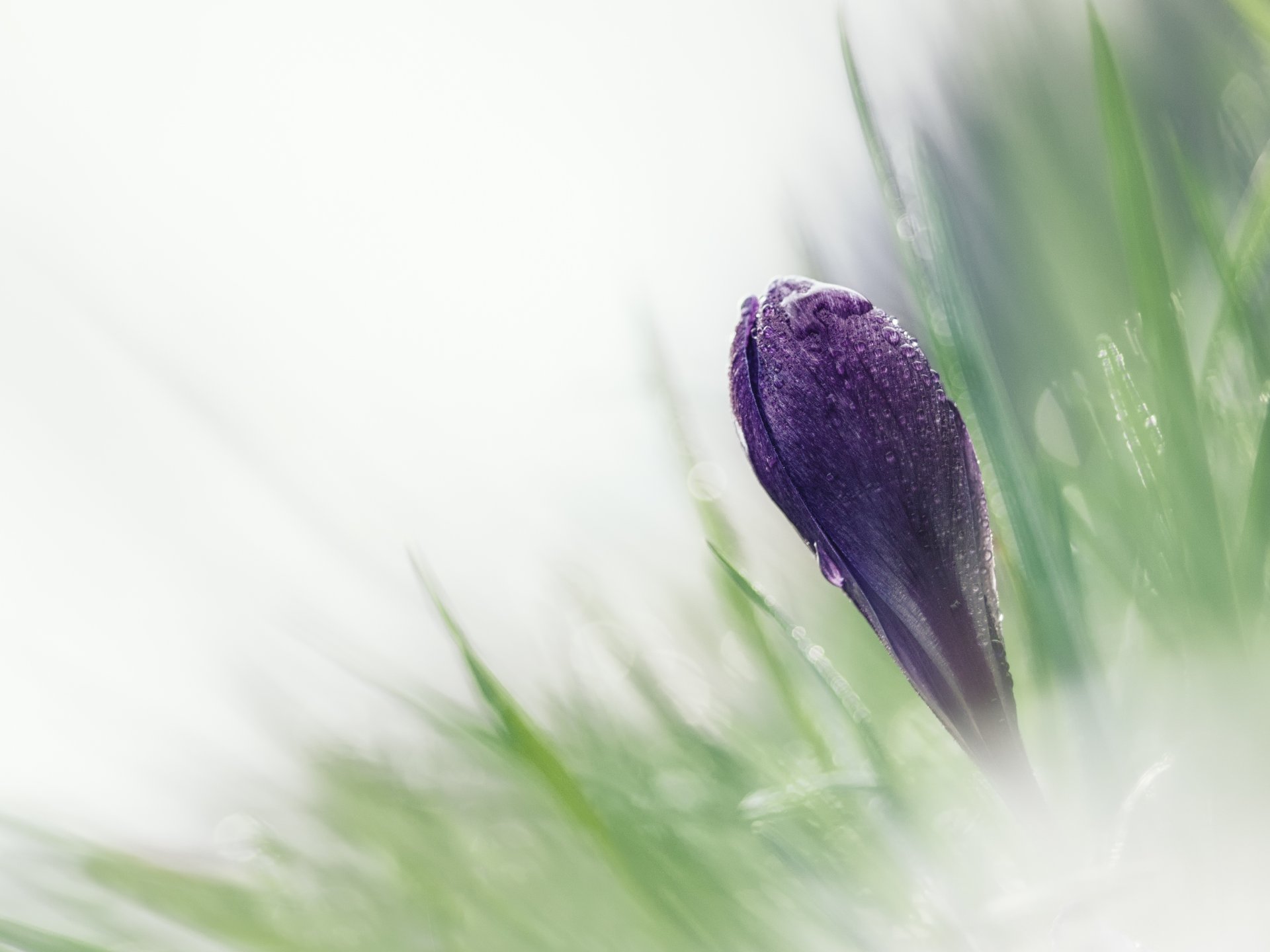 close up flower crocus bud grass spring