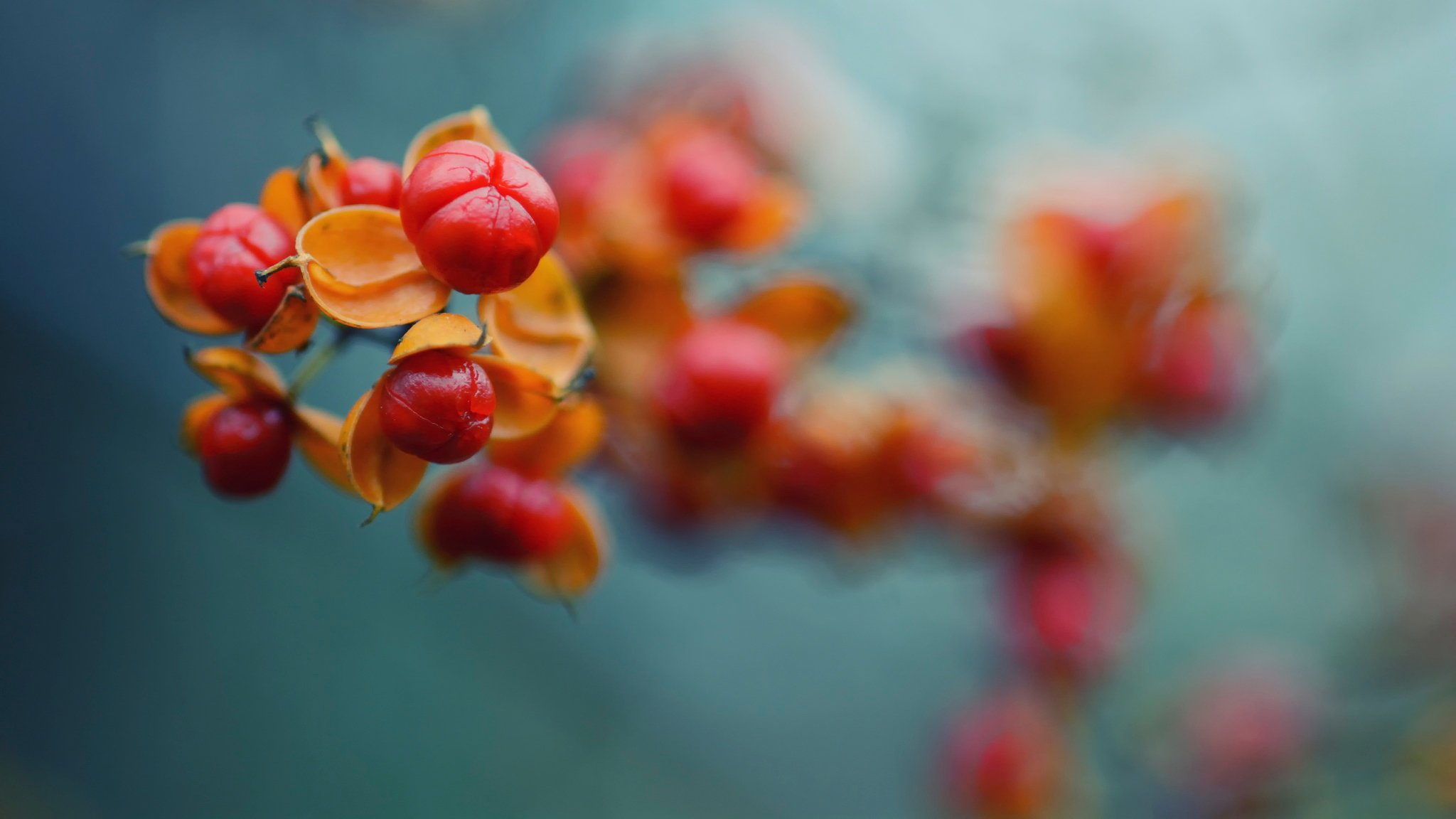 colourful autumn autumn branch