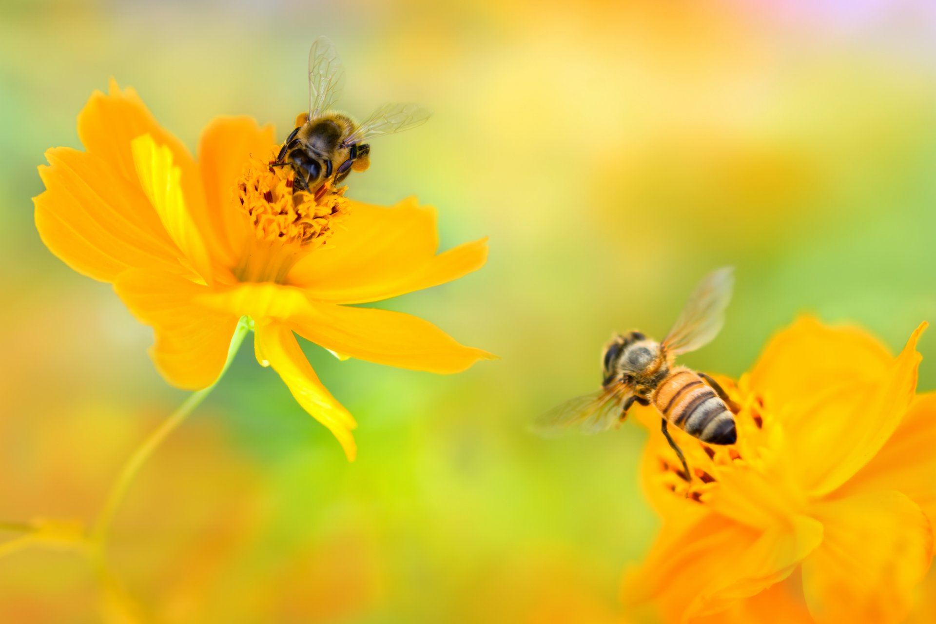 blumen gelb kosmea bienen zwei