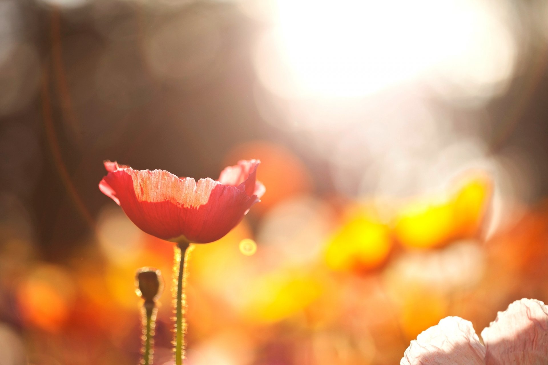 papavero fiore rosso fiori campo natura macro luce sole bokeh