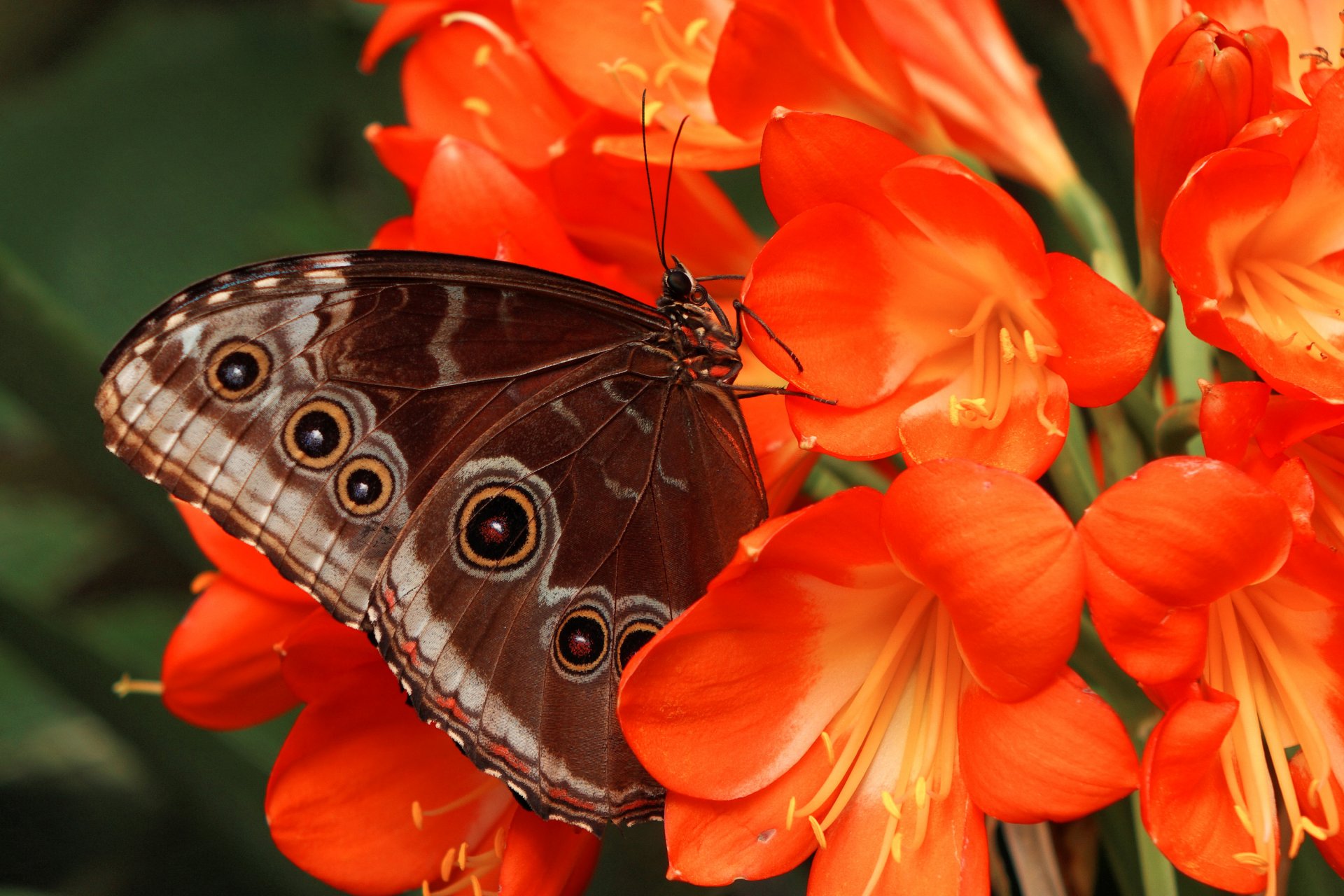 papillon fleur ailes modèle pétales papillon de nuit insecte plante