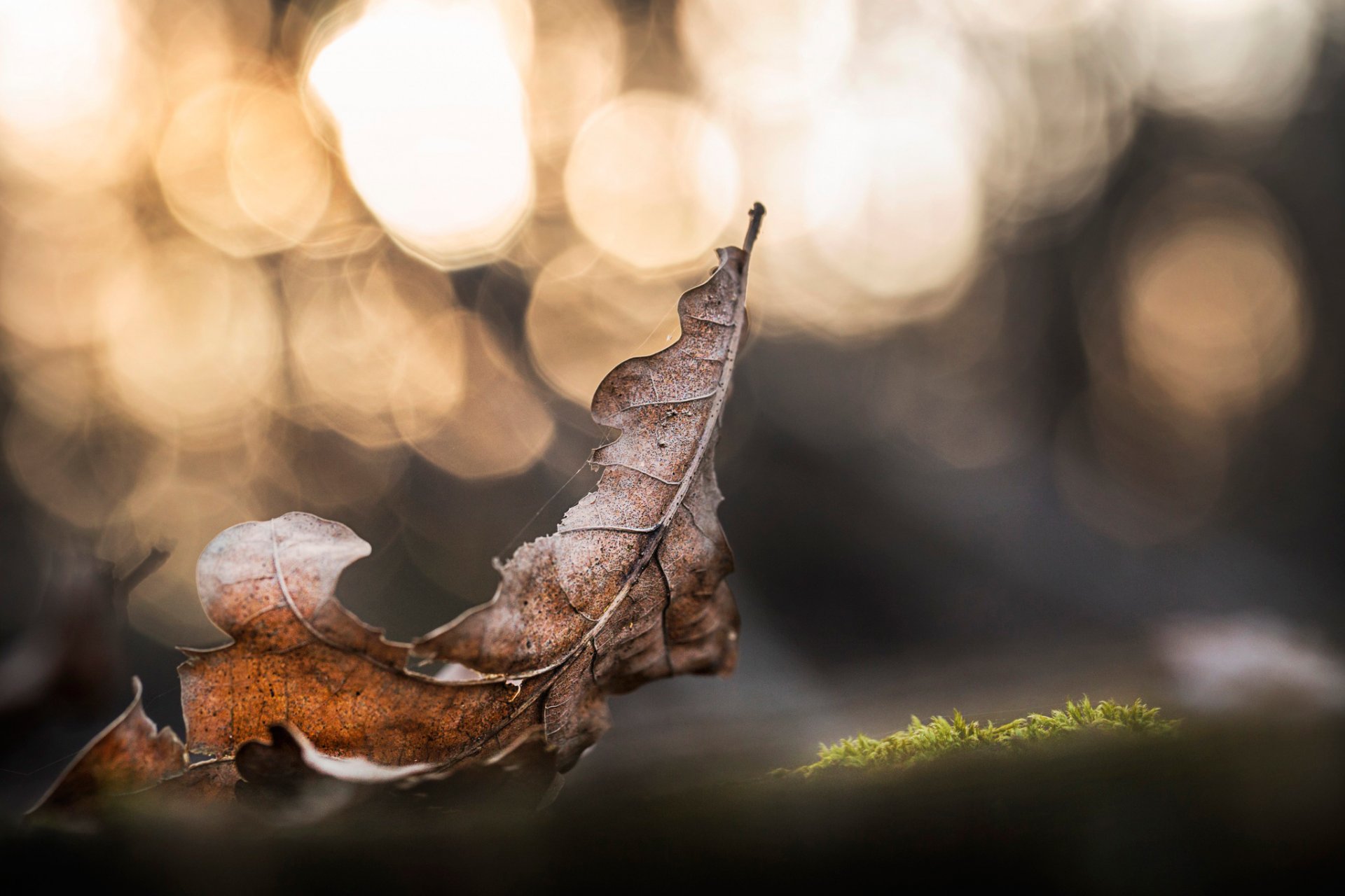 suchy dąb liść bokeh