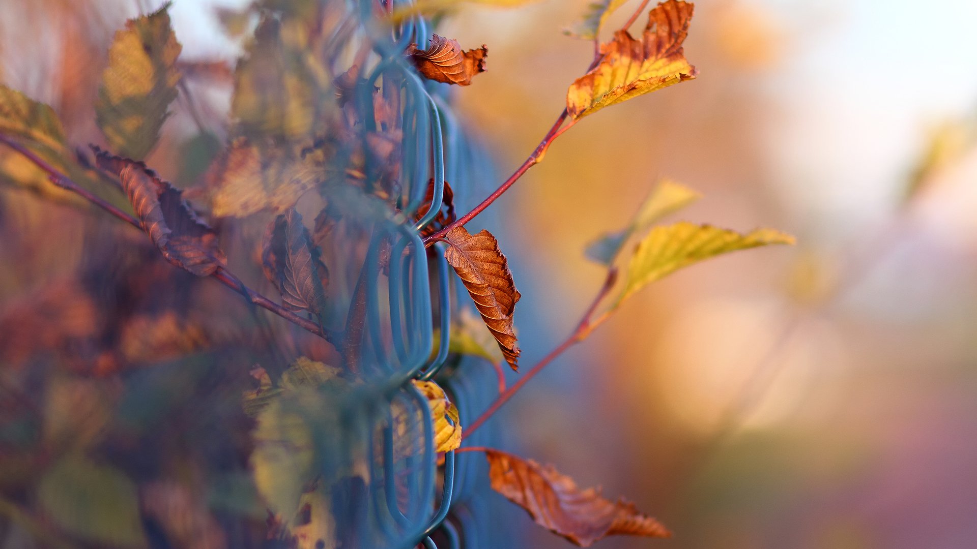 gros plan automne feuillage branches clôture maille bokeh