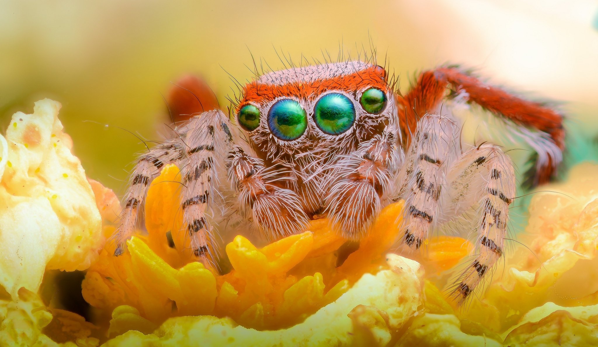 blume spinne jumper pfoten augen blick