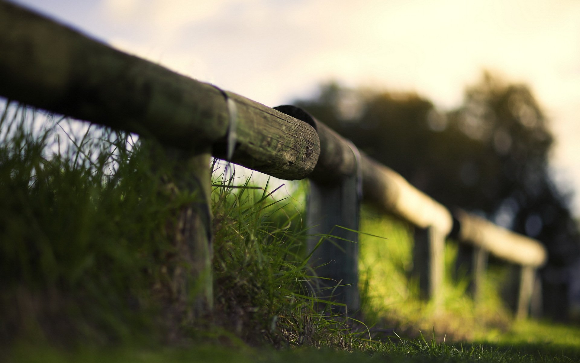 fence grass close up