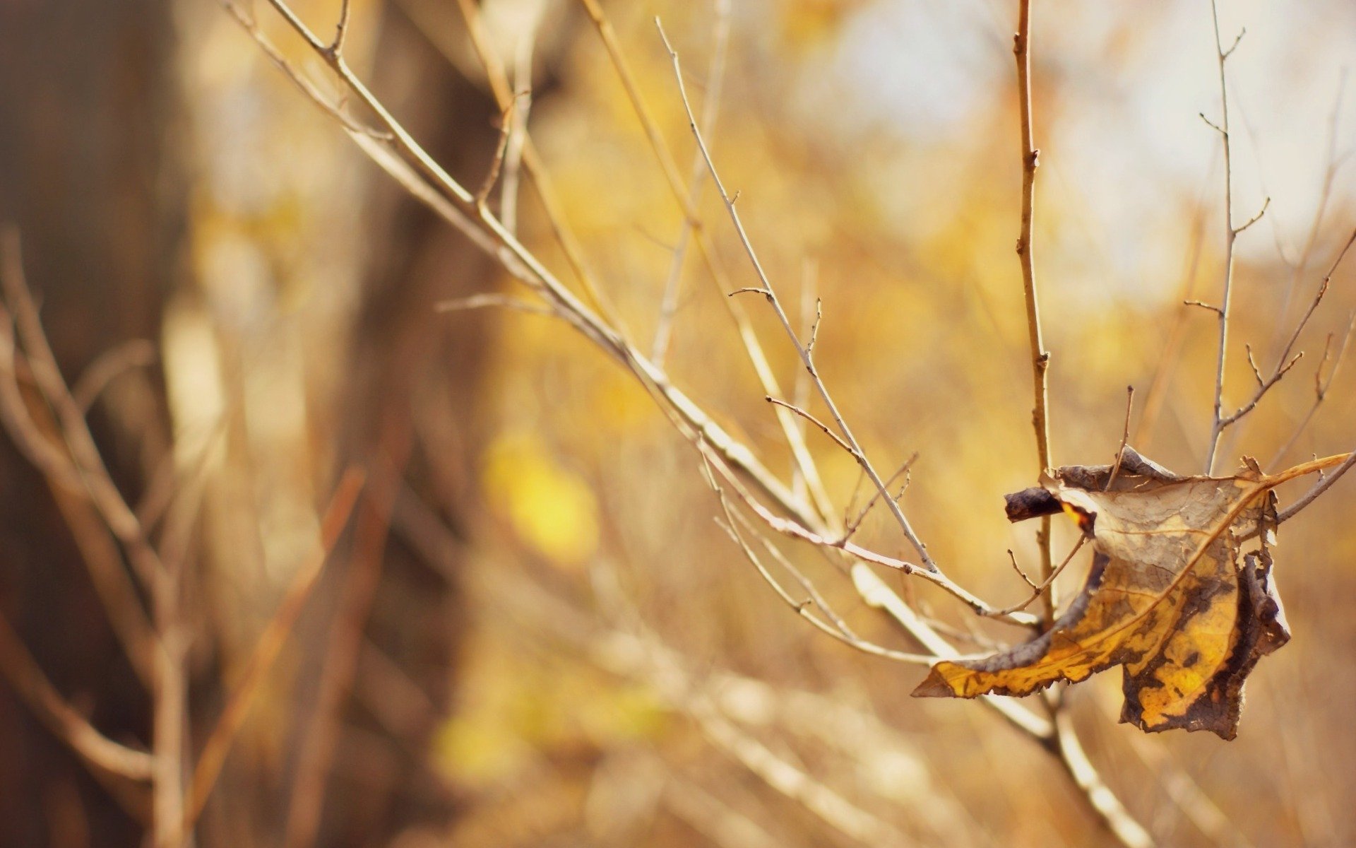 close up leaf bokeh blur background wallpaper widescreen full screen hd wallpaper