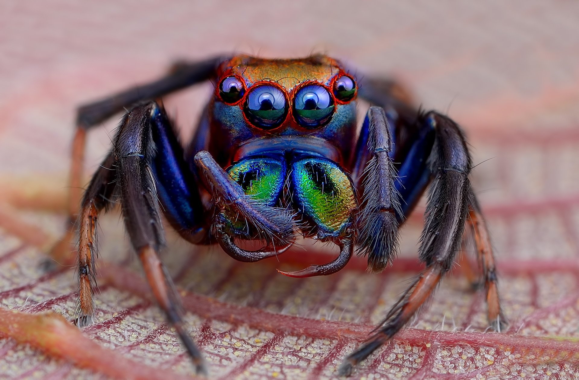 plant sheet spider jumper eyed