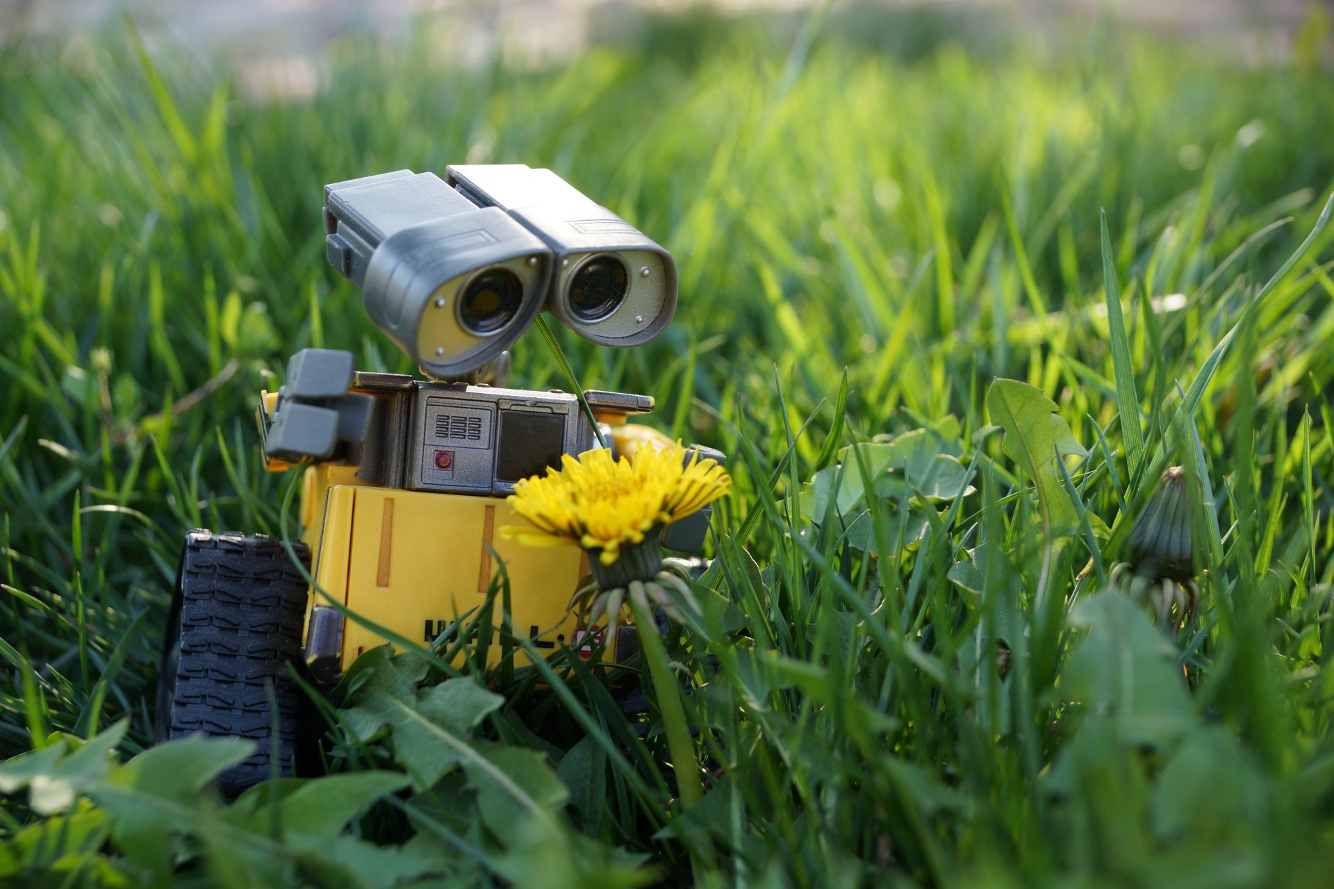 wall- roboter spielzeug gras löwenzahn blume rasen natur spielzeugwelt frühling