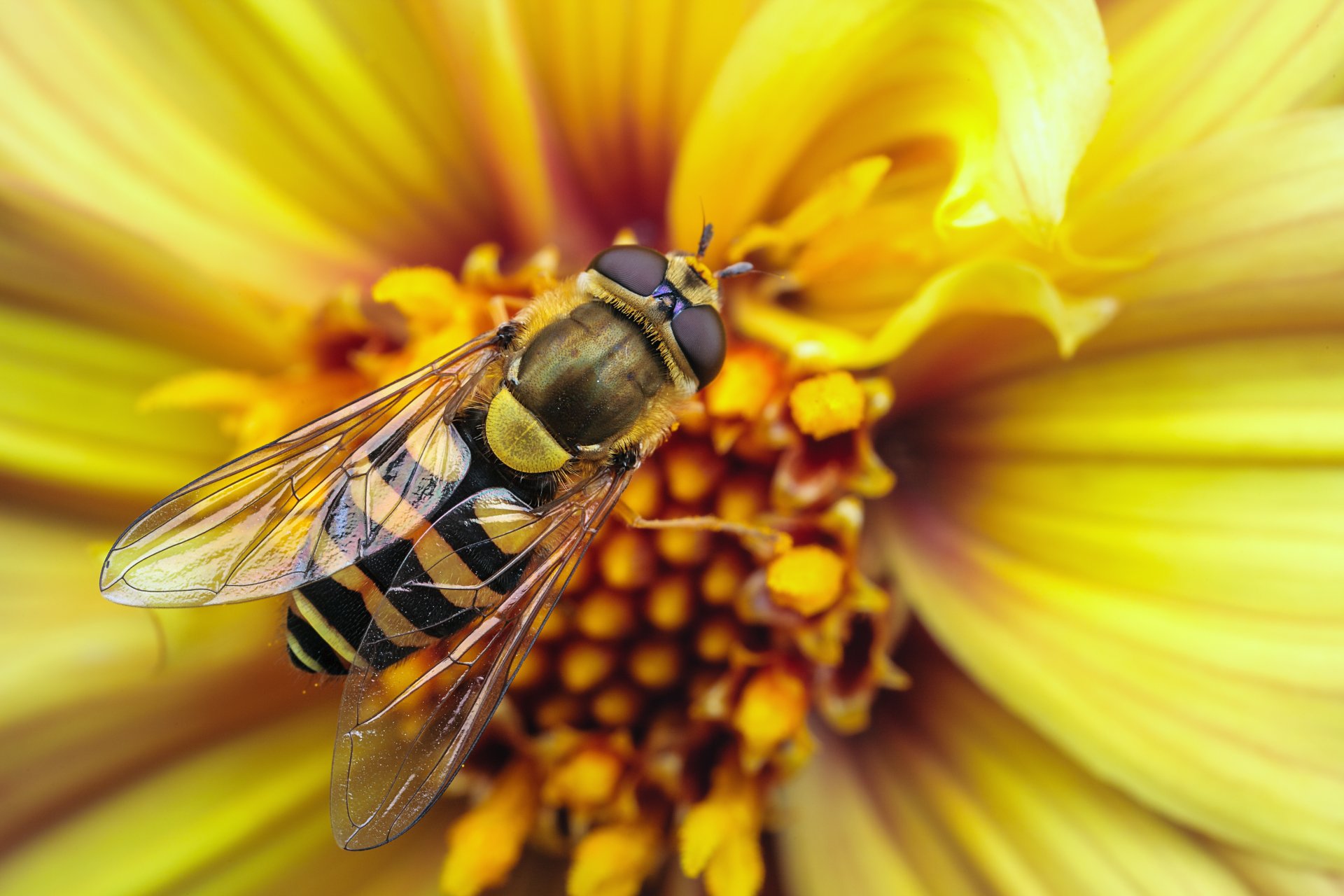 abeja avispa flor amarillo alas macro rayas rayas insecto